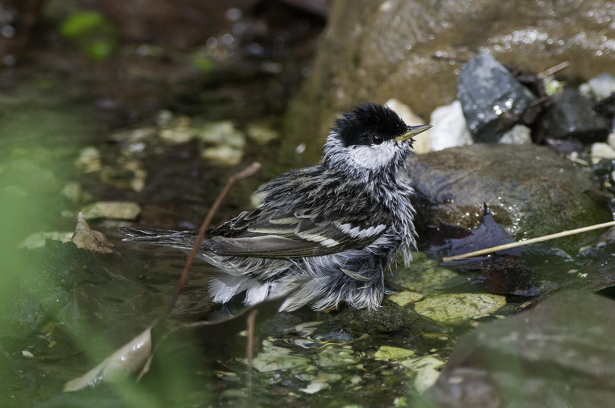 Nikon AF-S Nikkor 300mm F2.8G ED-IF VR sample photo. Splish splash photography