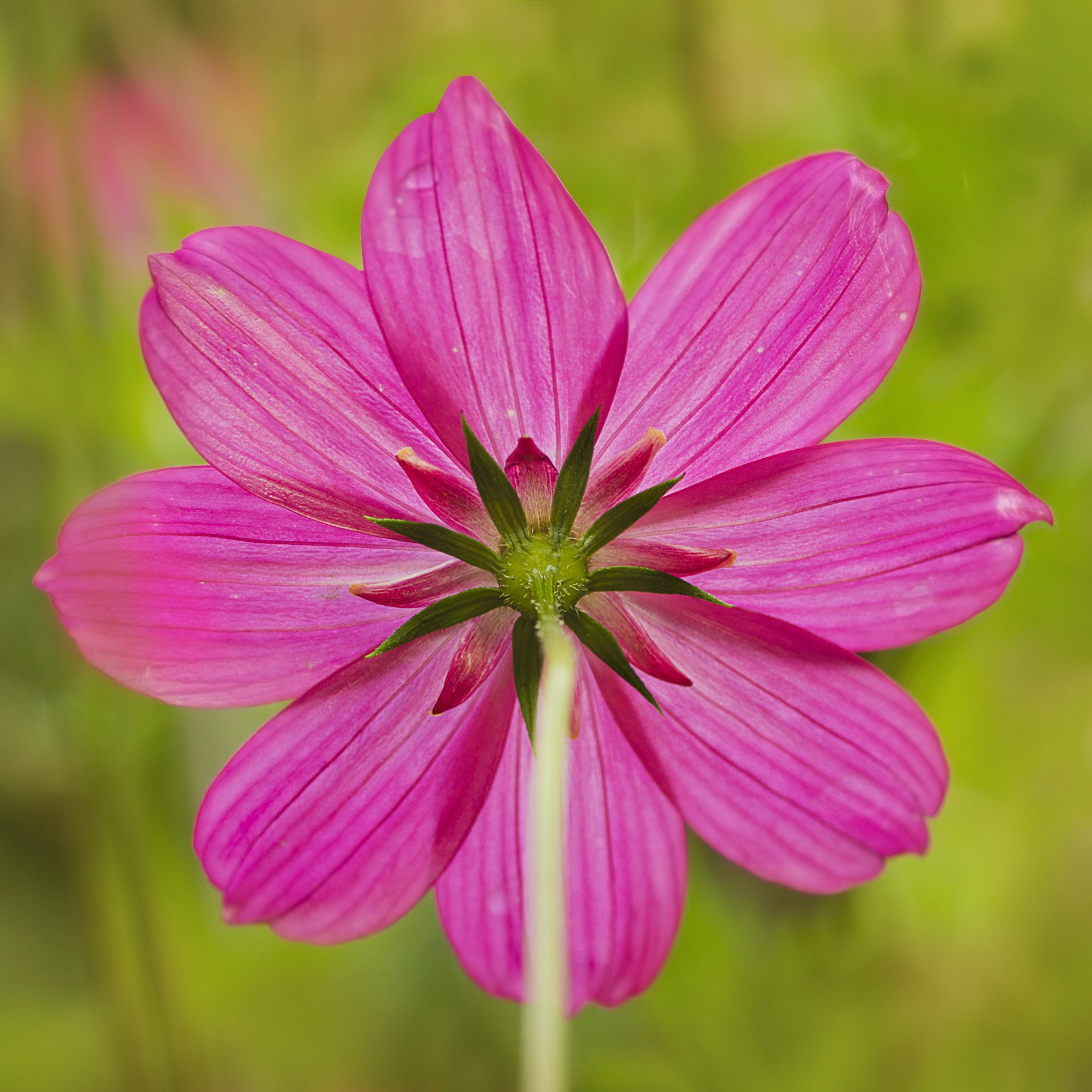 Canon EF 50mm F2.5 Macro sample photo. Back to the flowers photography