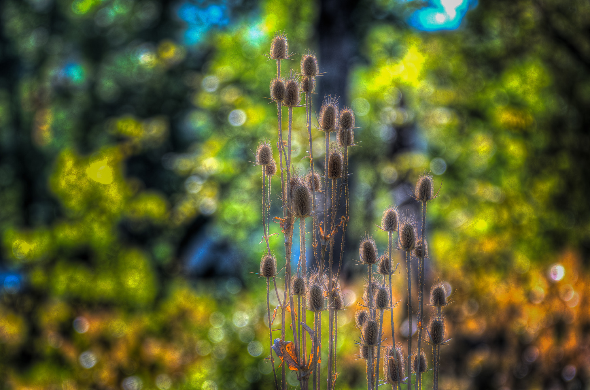 Sigma 70-200mm F2.8 EX DG OS HSM sample photo. Burdocks in fall photography