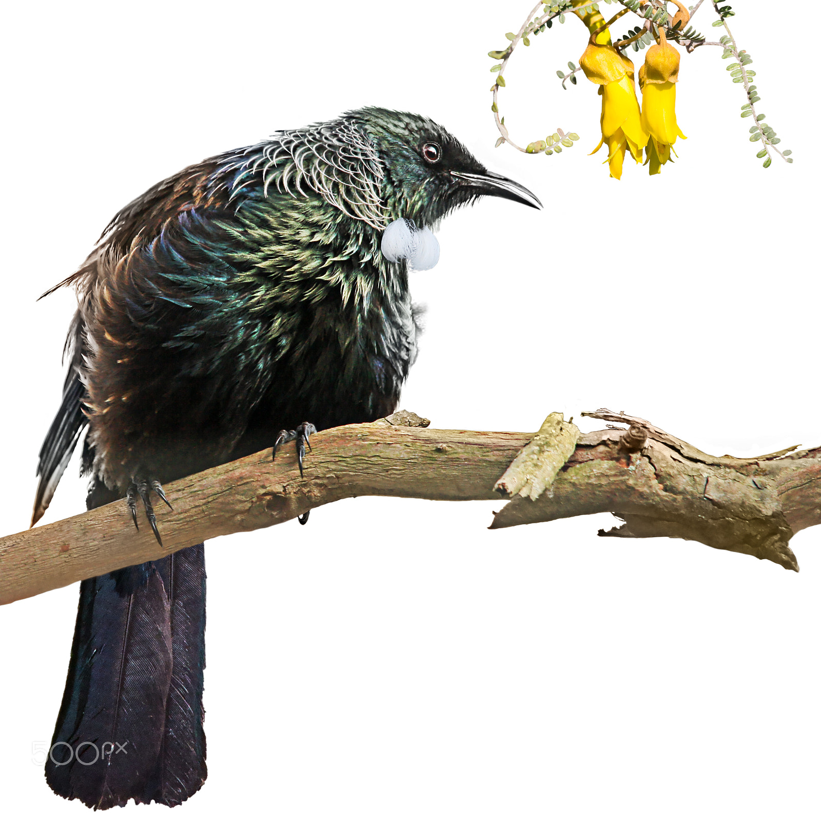 Sigma 150-500mm F5-6.3 DG OS HSM sample photo. Kowhai tui 1 photography