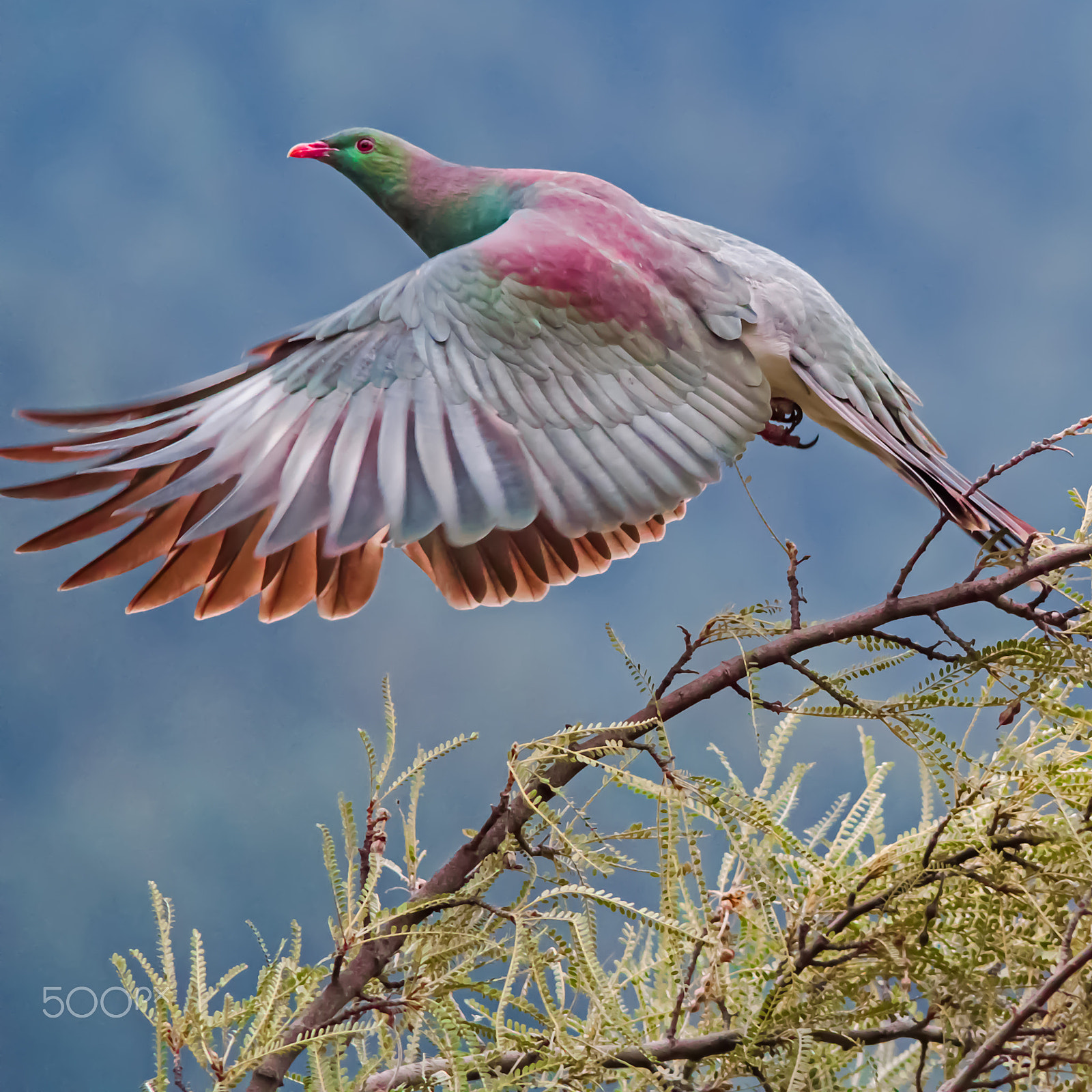 Sigma 150-500mm F5-6.3 DG OS HSM sample photo. Take flight woodpigeon photography