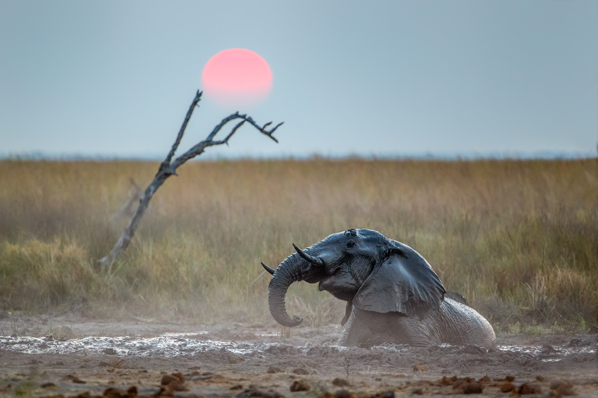 Canon EOS-1D X sample photo. Bathing in dirt under fading light photography