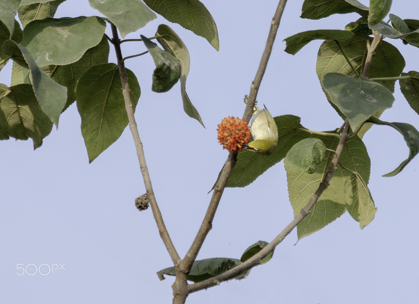 Canon EF 100-400mm F4.5-5.6L IS USM sample photo. 秋季小鸟 photography