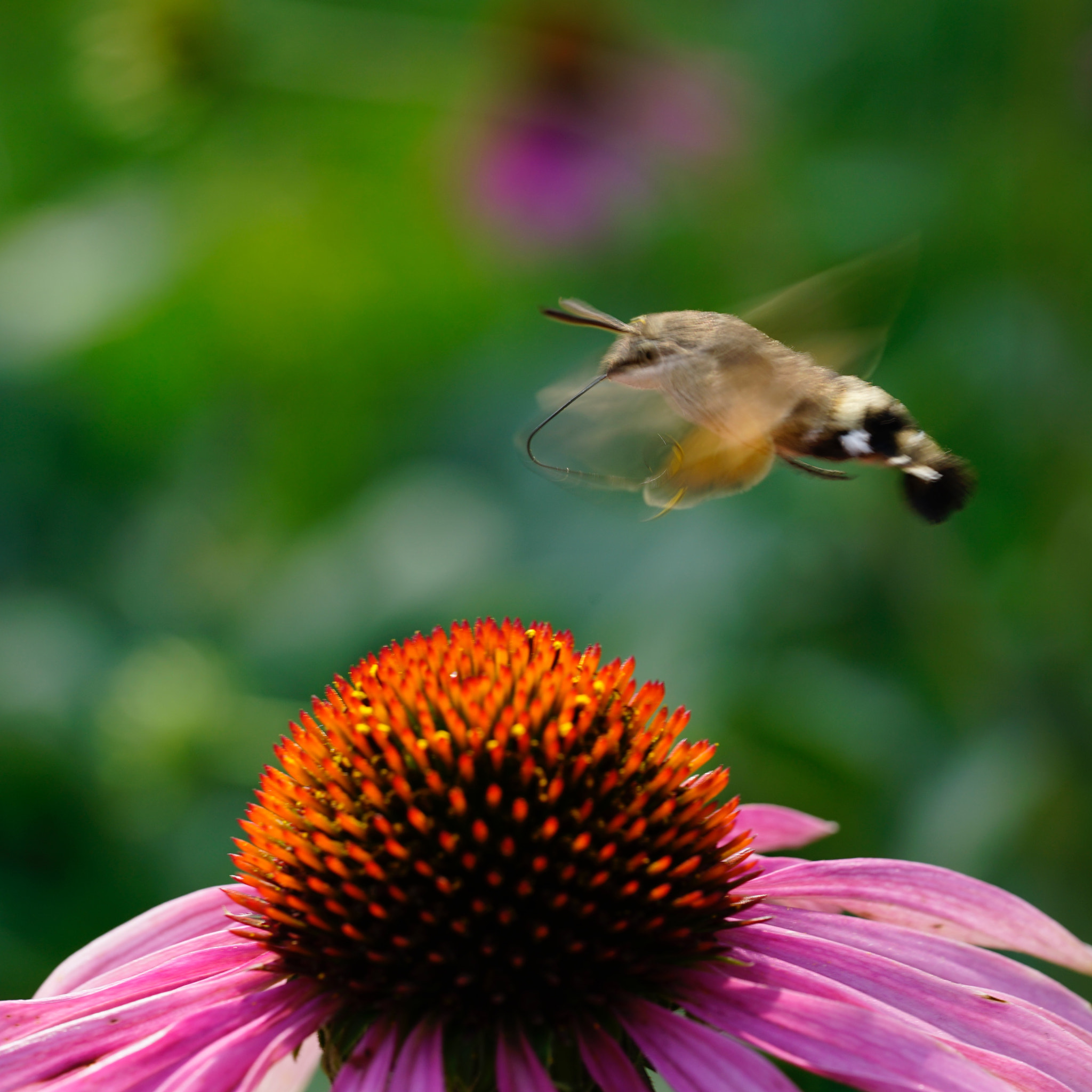 Sony a7 II + Sony FE 90mm F2.8 Macro G OSS sample photo. 蜂鸟蛾 photography