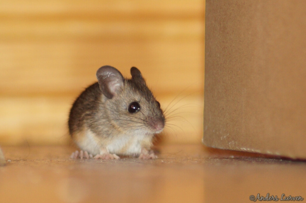 Sony SLT-A58 + Tamron Lens (255) sample photo. A little houseguest  photography