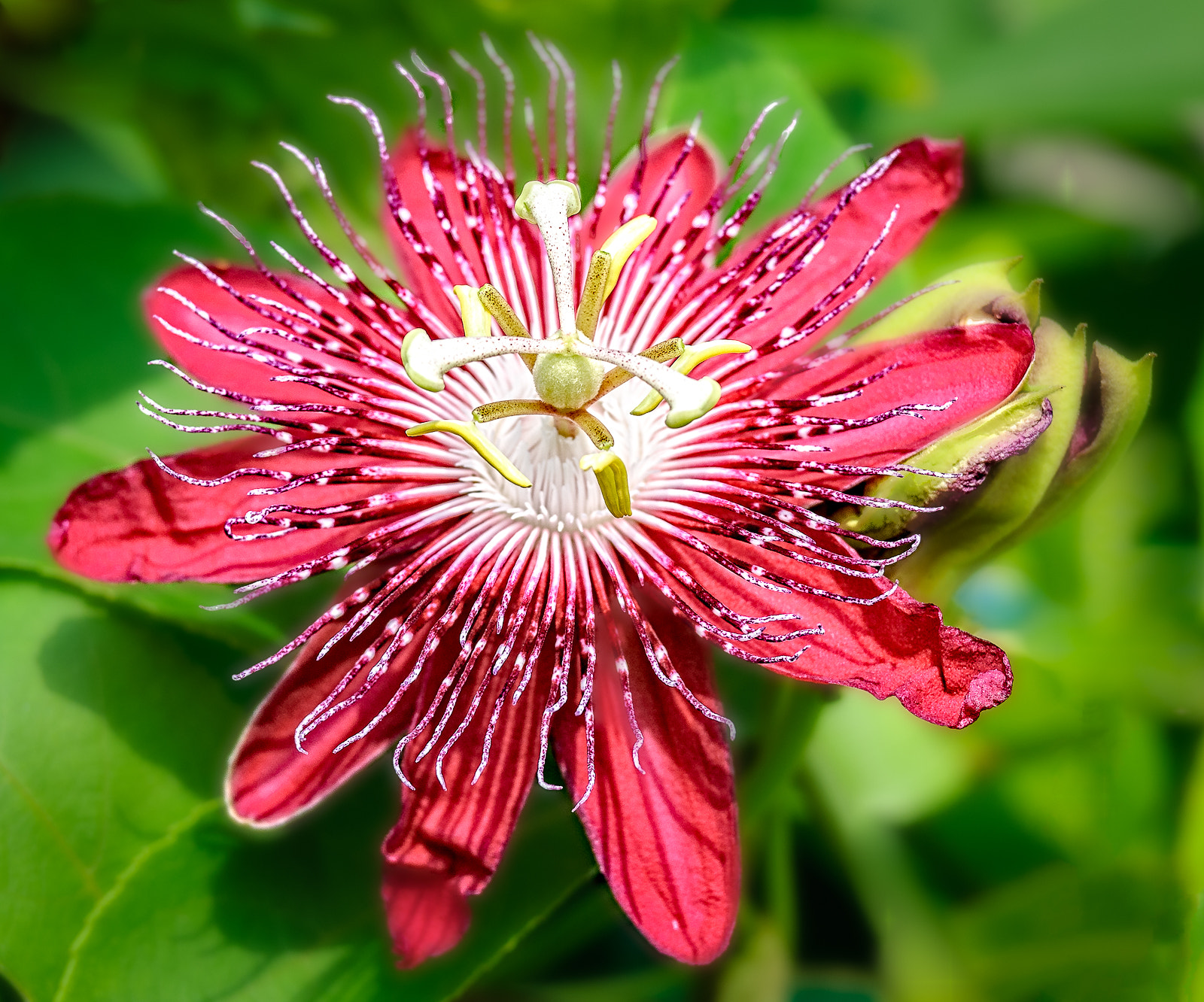 Nikon D40X + Nikon AF-S DX Nikkor 55-200mm F4-5.6G VR II sample photo. Passion flower # 1 photography