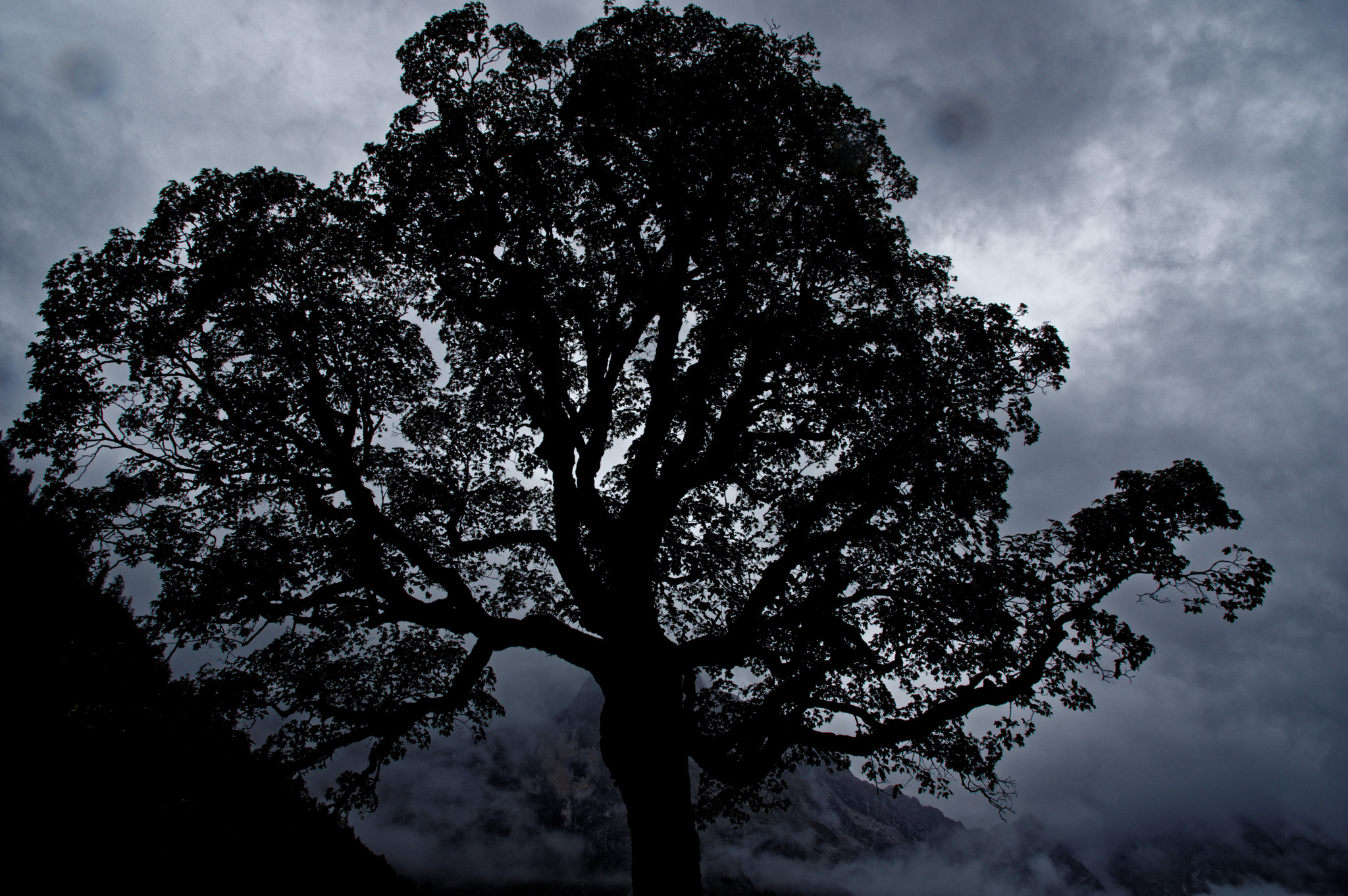 Pentax K-3 II sample photo. Ahornbaum photography