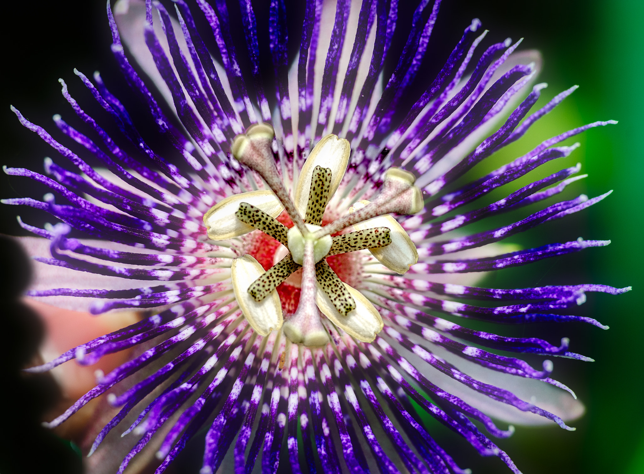 Nikon D40X + Nikon AF-S DX Nikkor 55-200mm F4-5.6G VR II sample photo. Passion flower # 2 photography
