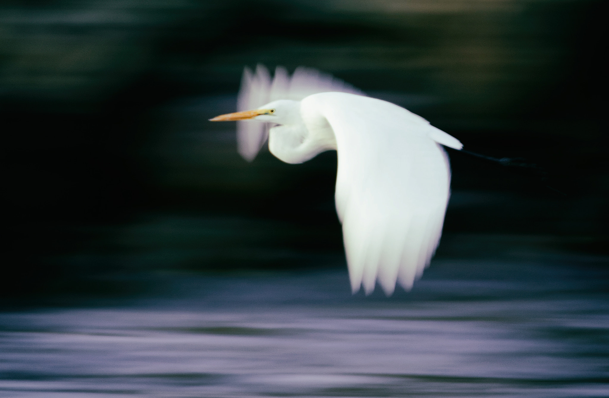 Canon EF 70-200mm F2.8L IS II USM sample photo. Great egret photography