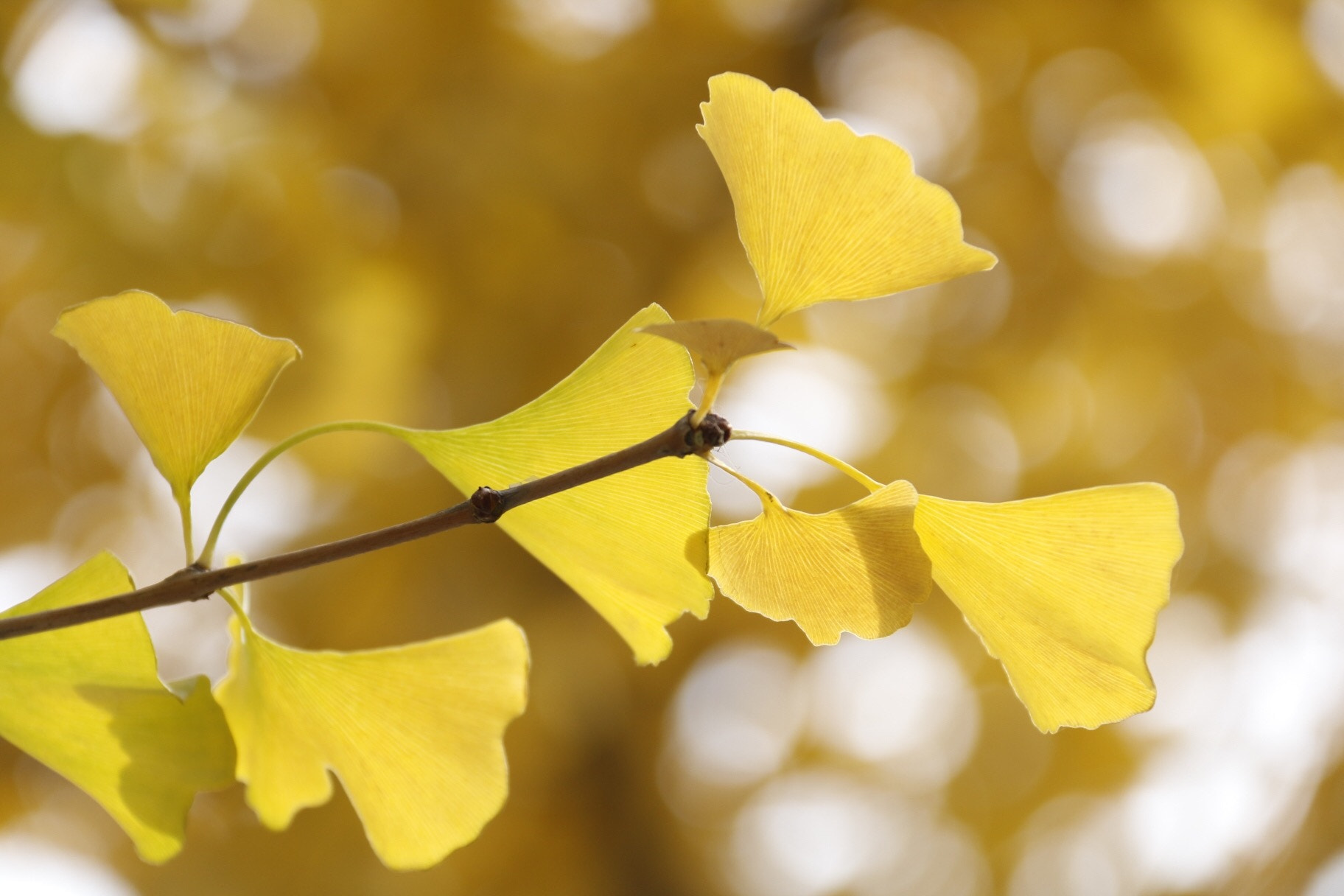 Canon EF-S 18-200mm F3.5-5.6 IS sample photo. Gingko leaves in the early autumn. photography