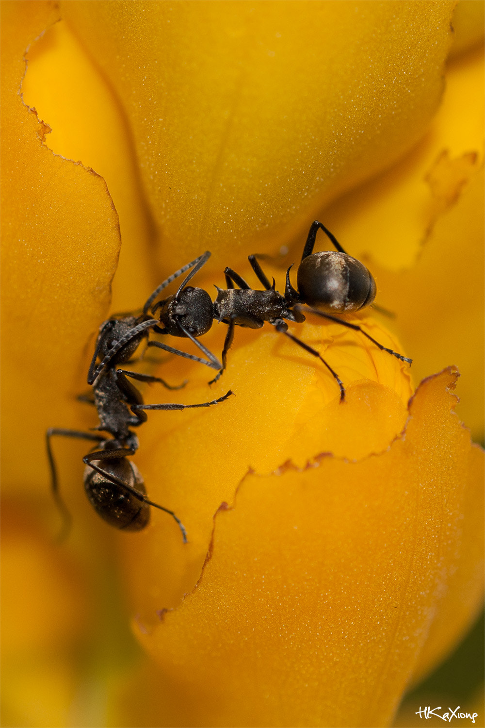 Sigma 150mm f/2.8 EX DG OS HSM APO Macro sample photo. Ant 1 photography