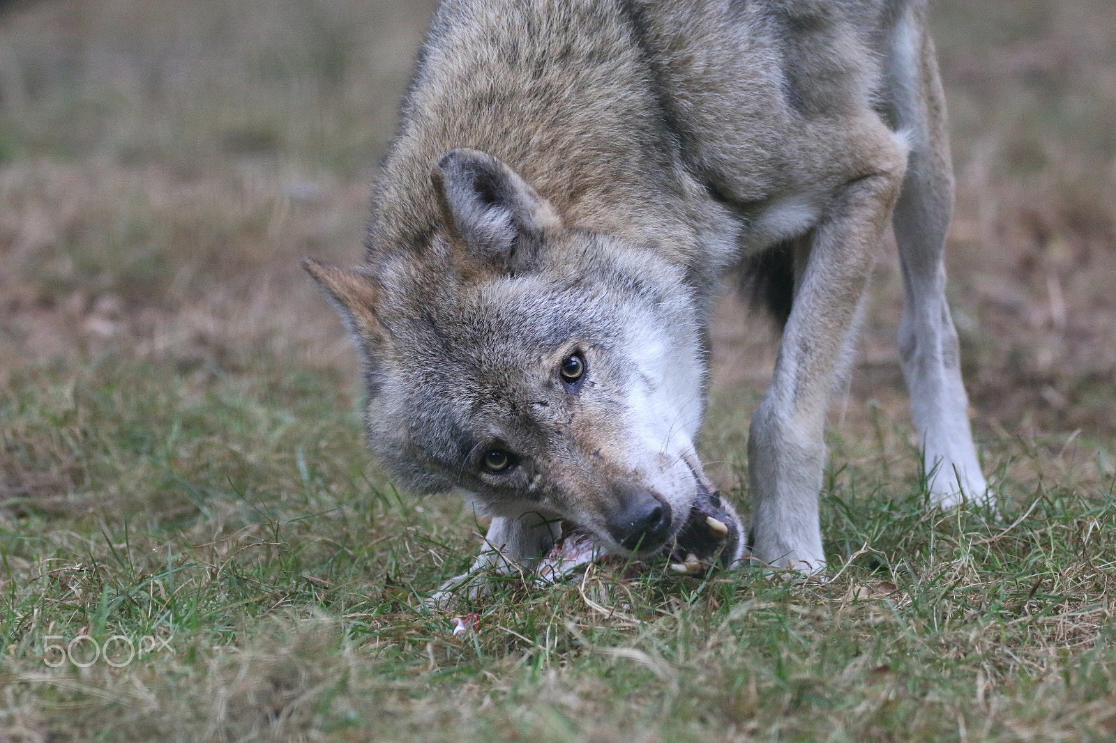 Sigma 150-600mm F5-6.3 DG OS HSM | C sample photo. Hungry wolf photography