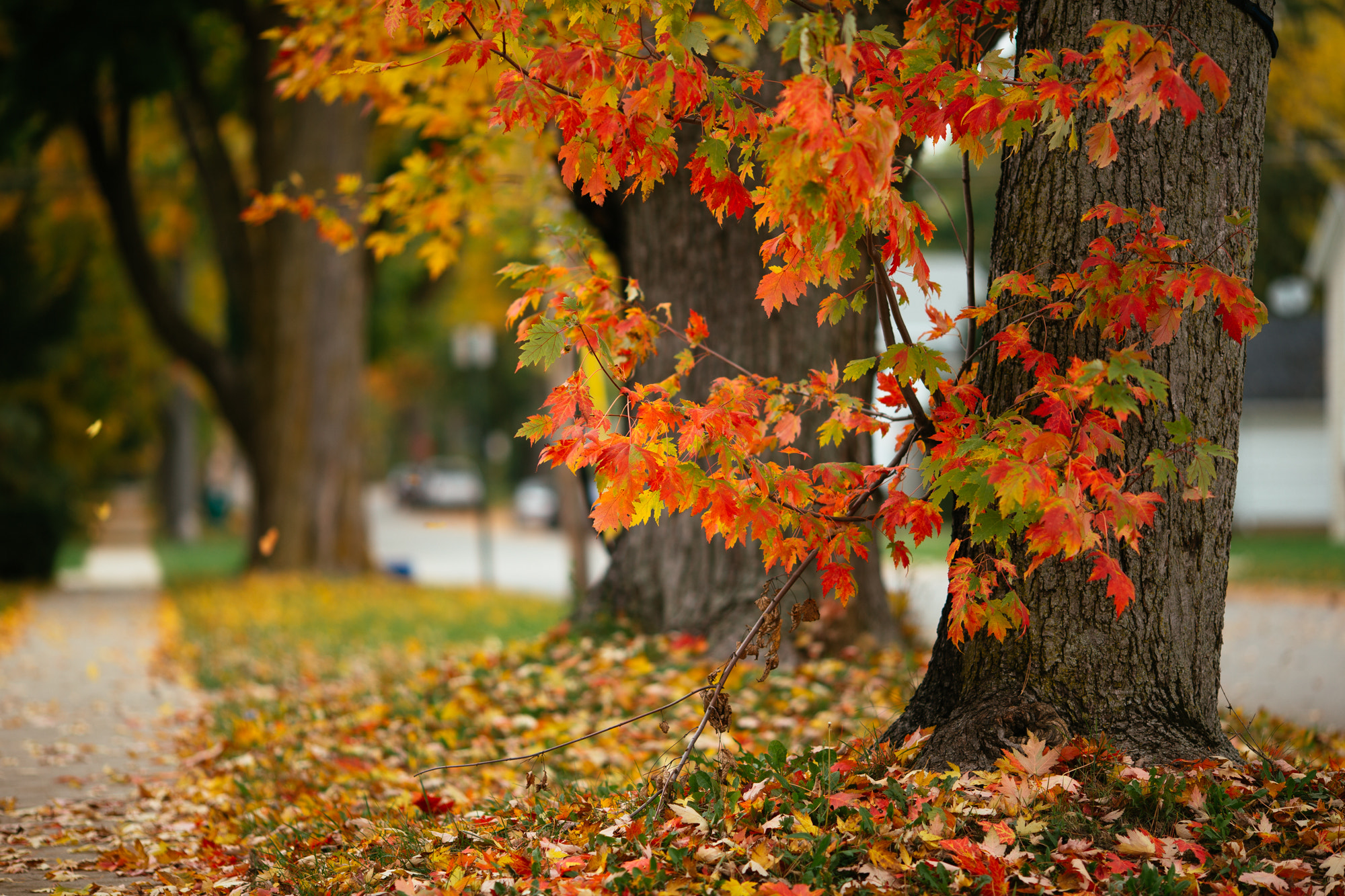 Canon EOS-1D X + Canon EF 135mm F2L USM sample photo. Falling leaves photography