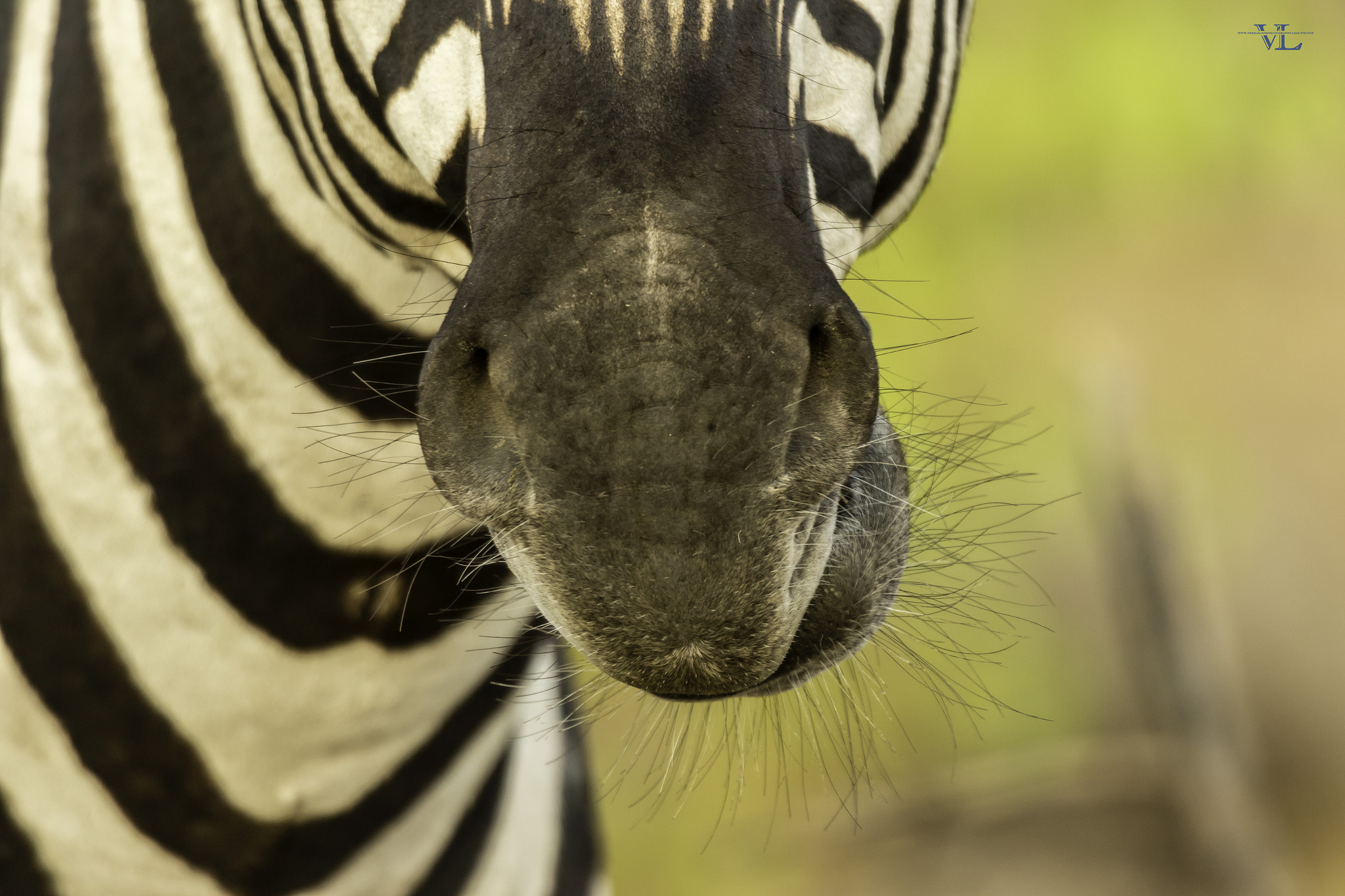 Canon EF 600mm F4L IS USM sample photo. Zebra photography