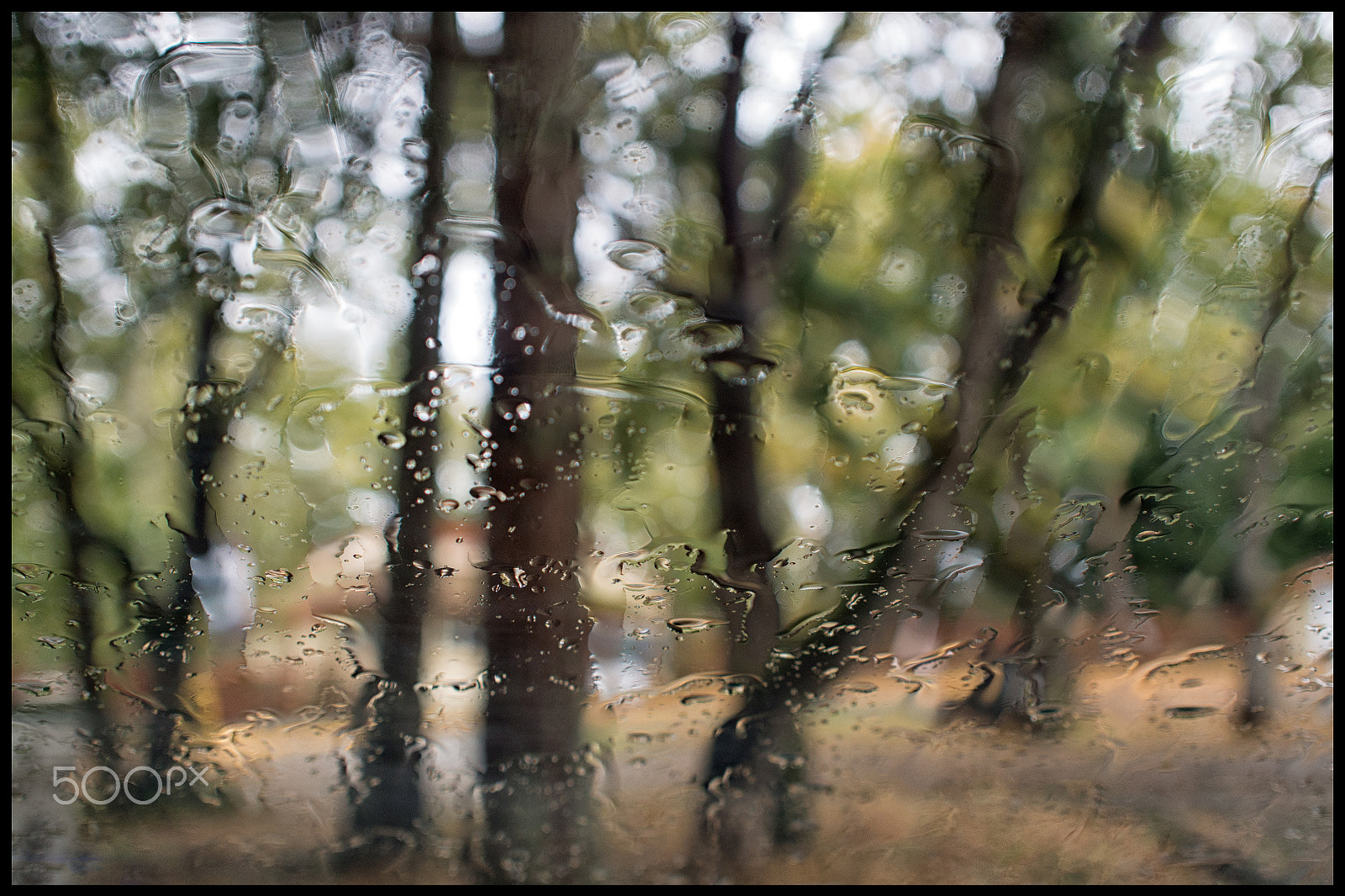 Olympus OM-D E-M5 + Olympus M.Zuiko Digital 17mm F2.8 Pancake sample photo. Trees through glass photography