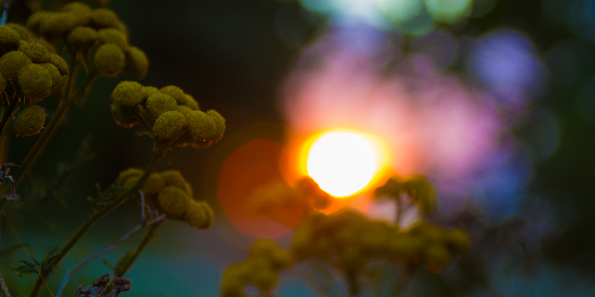 EF28-70mm f/2.8L USM sample photo. Yellow photography