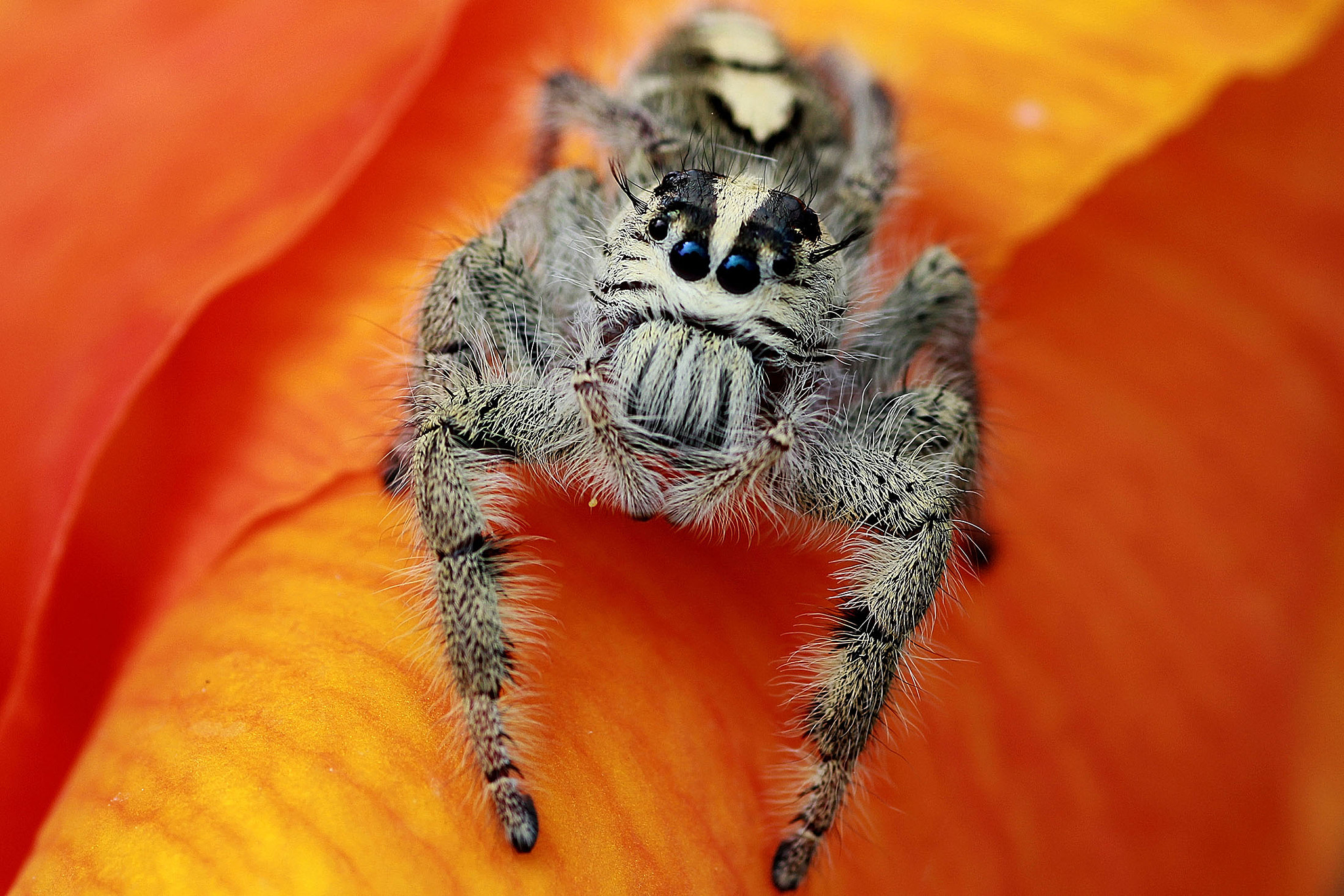 Canon EOS 60D + Tamron SP AF 90mm F2.8 Di Macro sample photo. Spider photography