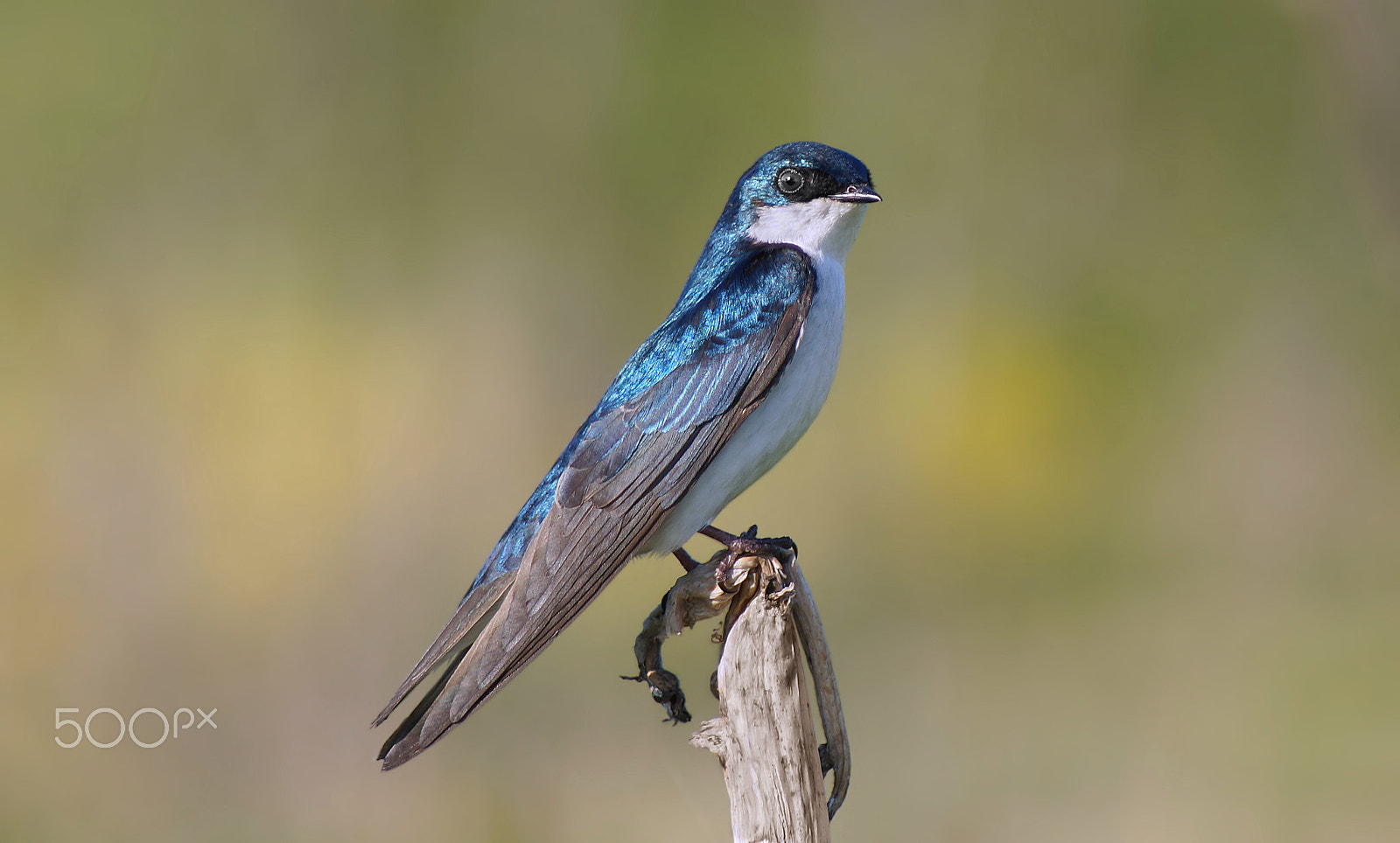 Sony 75-300mm F4.5-5.6 sample photo. Tree swallow photography