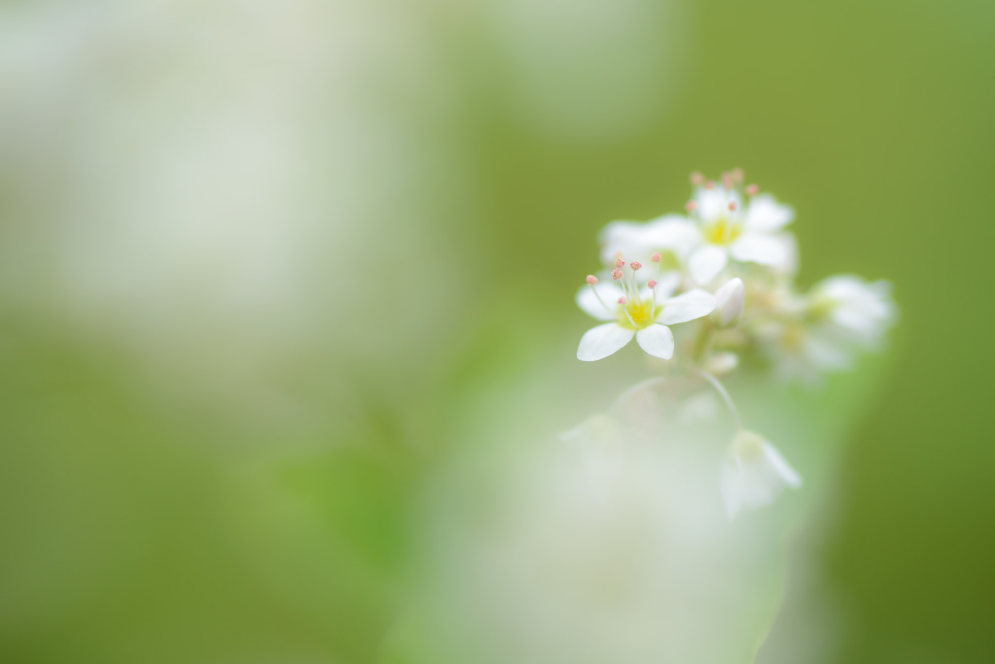 Nikon D600 sample photo. Buckwheat flower photography