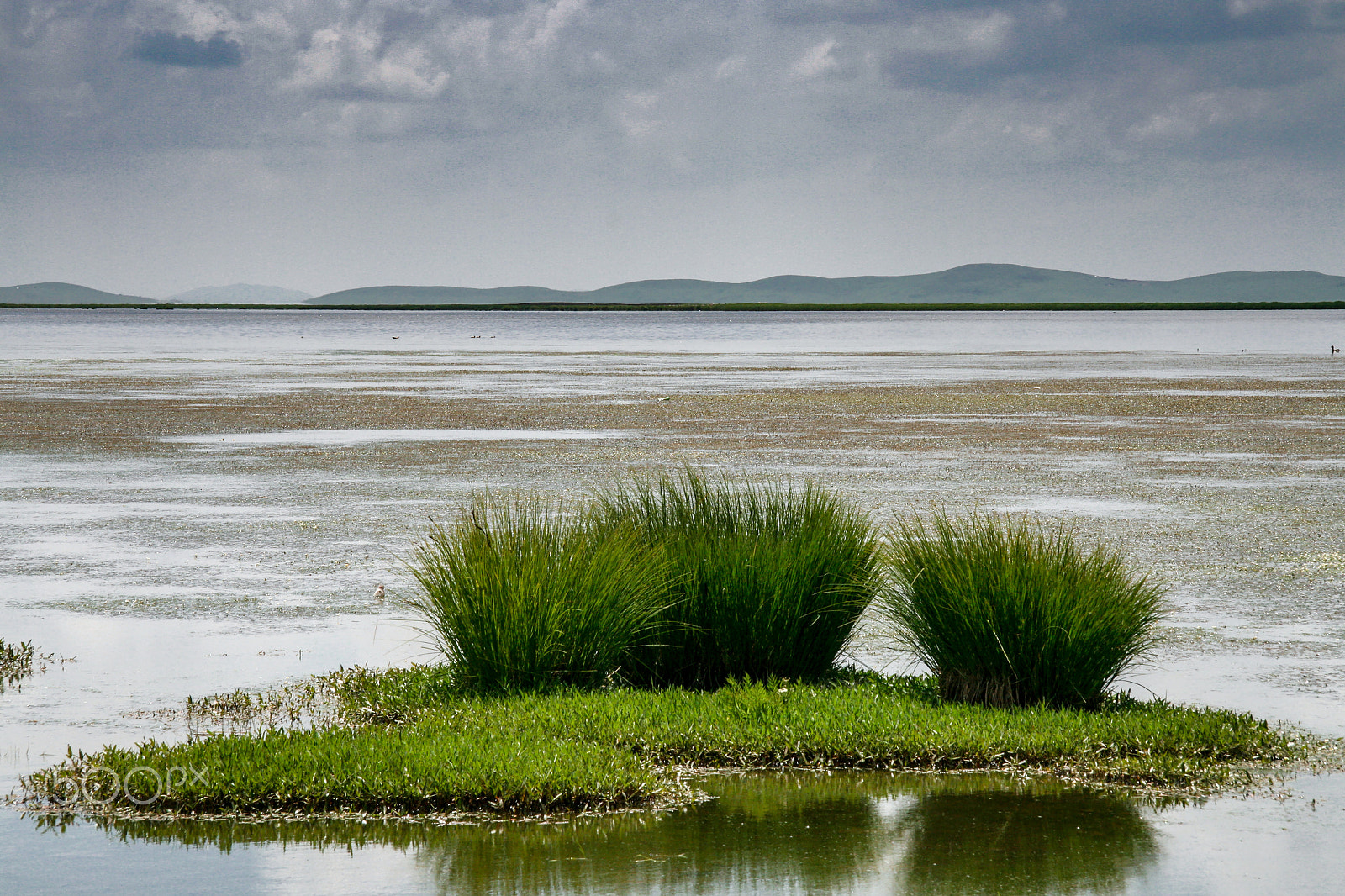 Canon EF-S 17-85mm F4-5.6 IS USM sample photo. Wetland photography