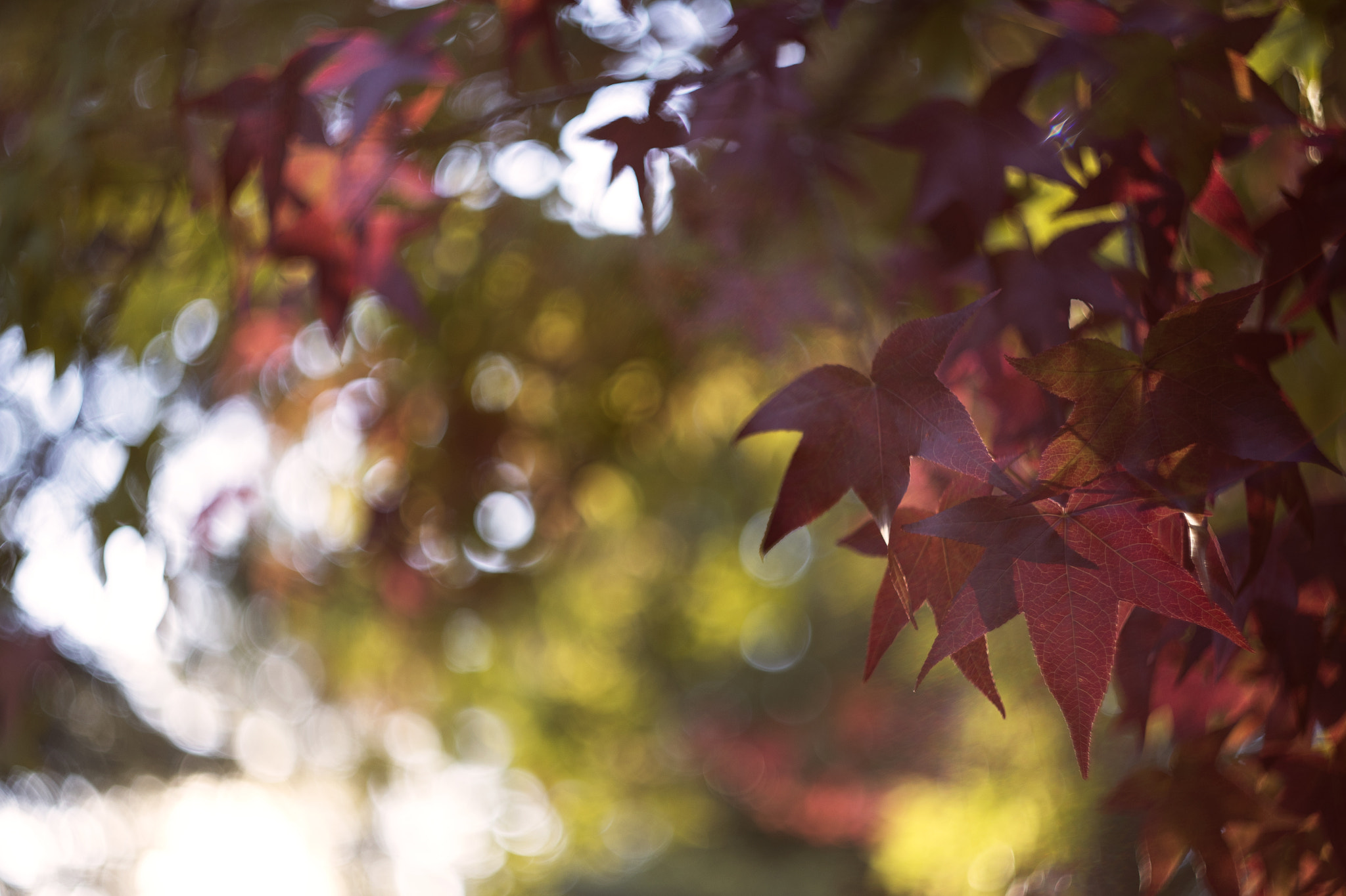 Canon EF 35-80mm f/4-5.6 sample photo. Fall photography