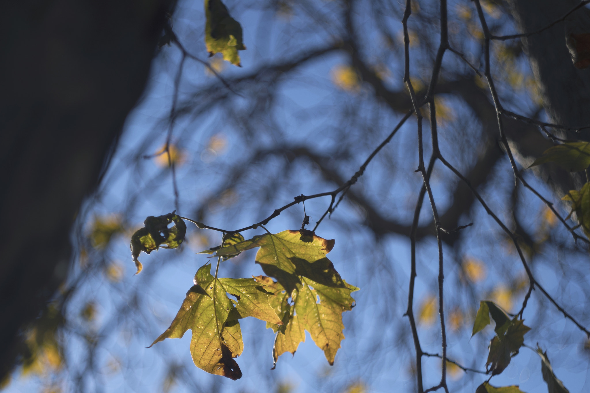 Canon EF 35-80mm f/4-5.6 sample photo