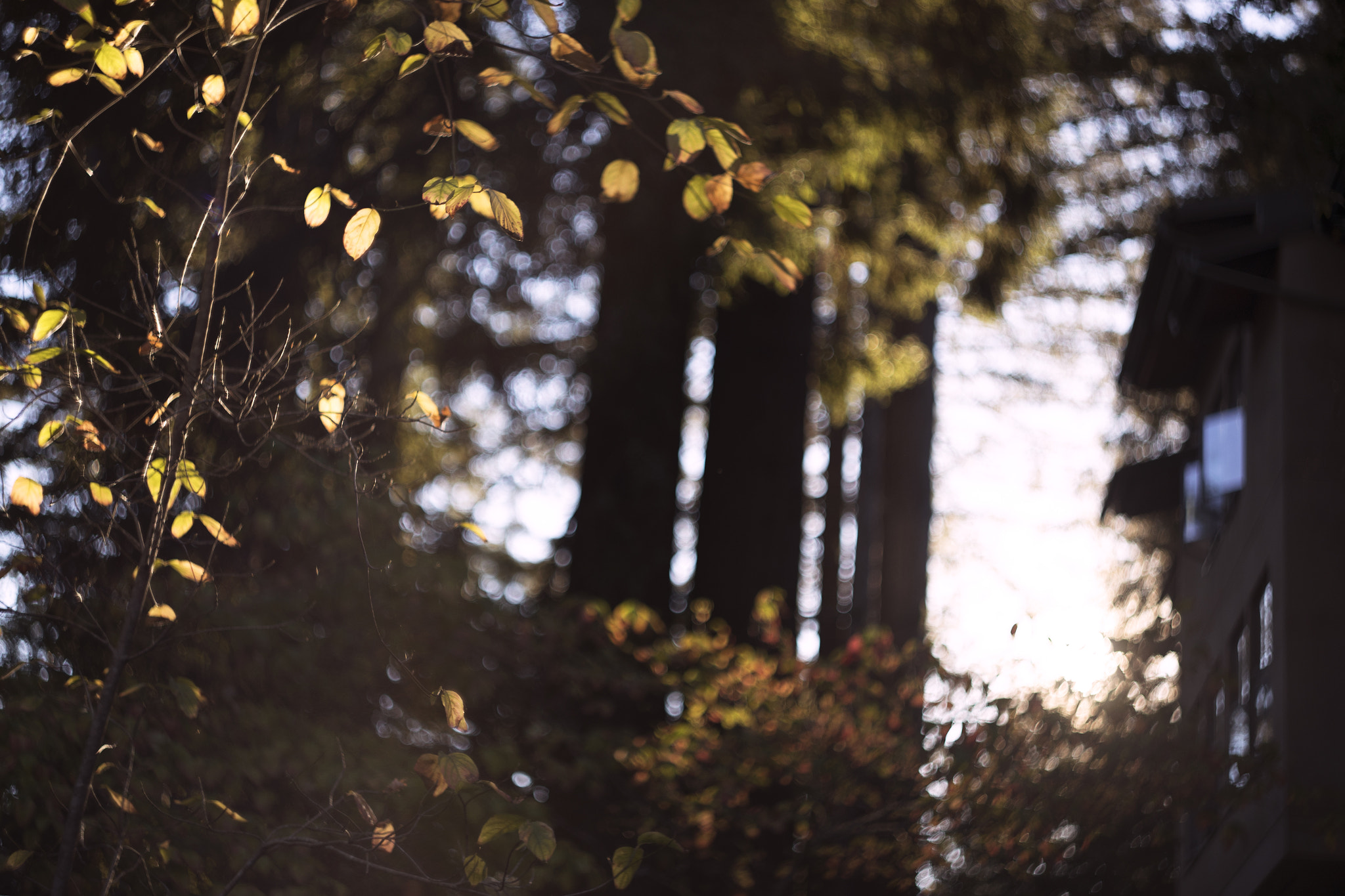 Canon EF 35-80mm f/4-5.6 sample photo