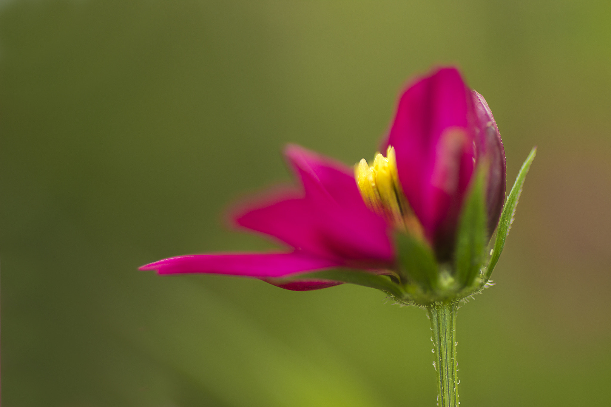 Canon EF 50mm F2.5 Macro sample photo. Colored begining photography