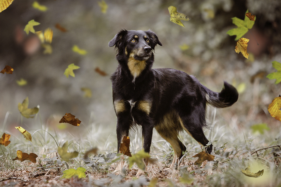 Canon EF 70-200mm F2.8L IS USM sample photo. Kiara photography