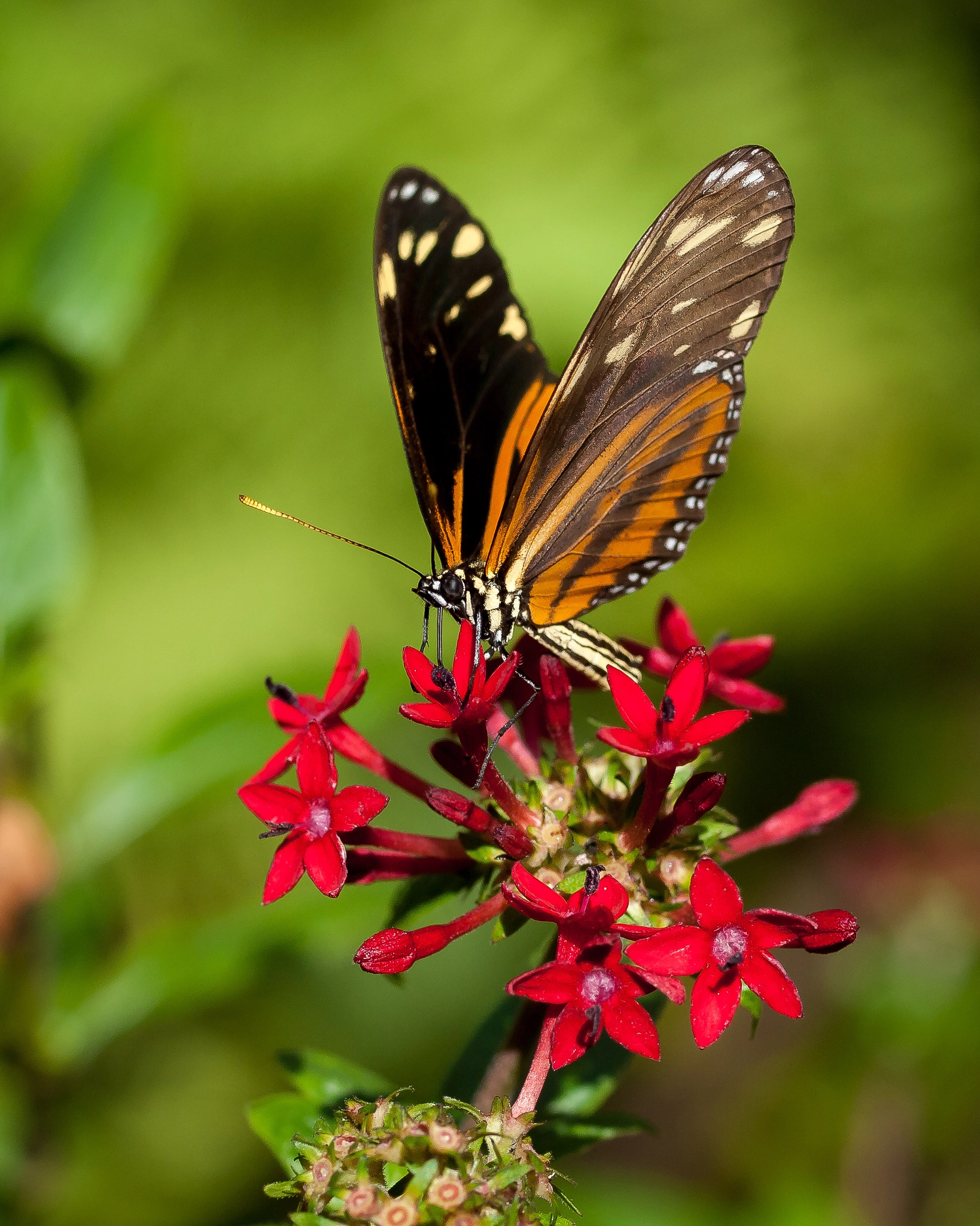 Olympus E-620 (EVOLT E-620) + OLYMPUS 50mm Lens sample photo. Heliconius hecale photography