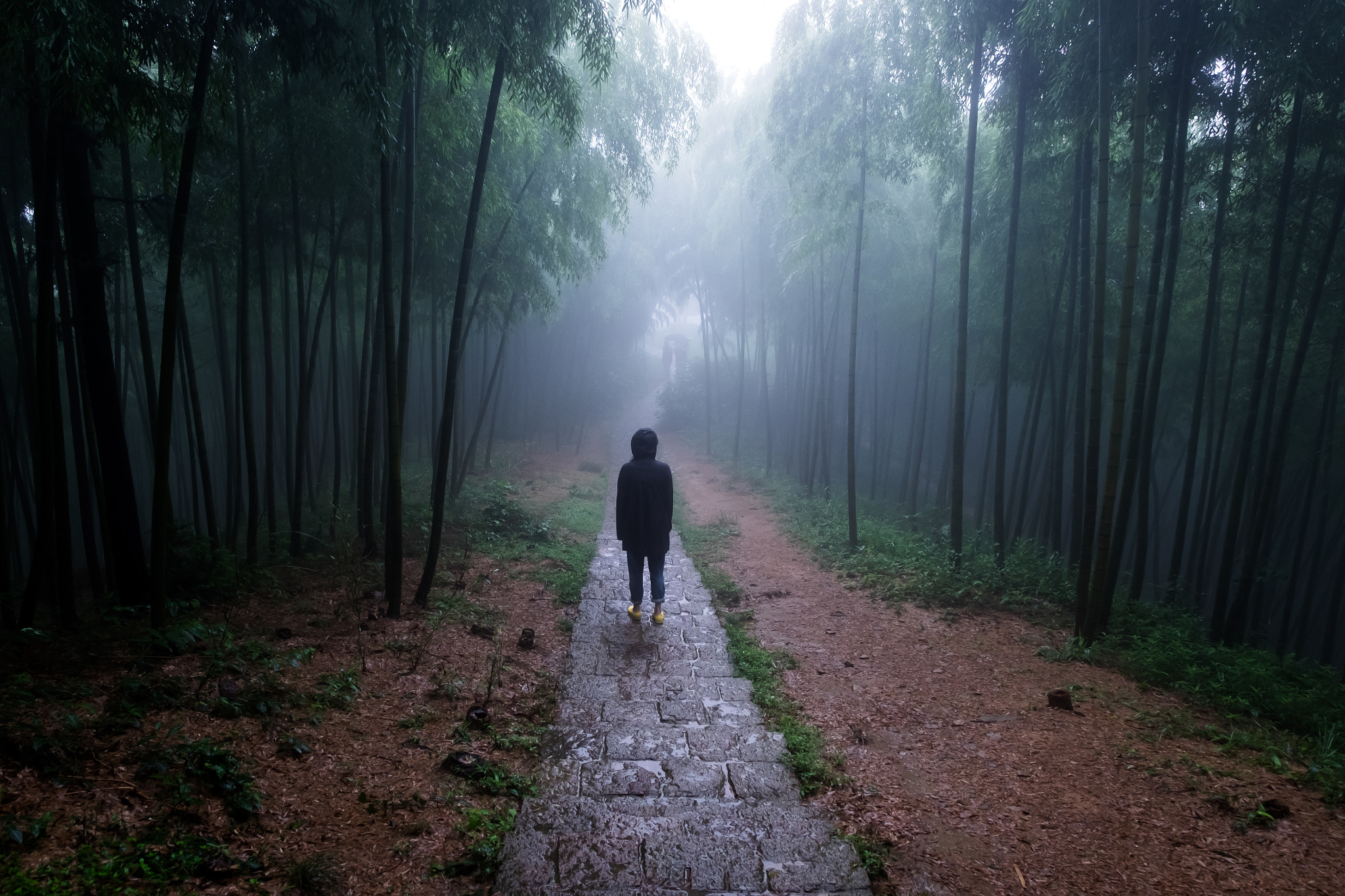 Fujifilm X-T10 + Fujifilm XF 16-55mm F2.8 R LM WR sample photo. Misty forest photography