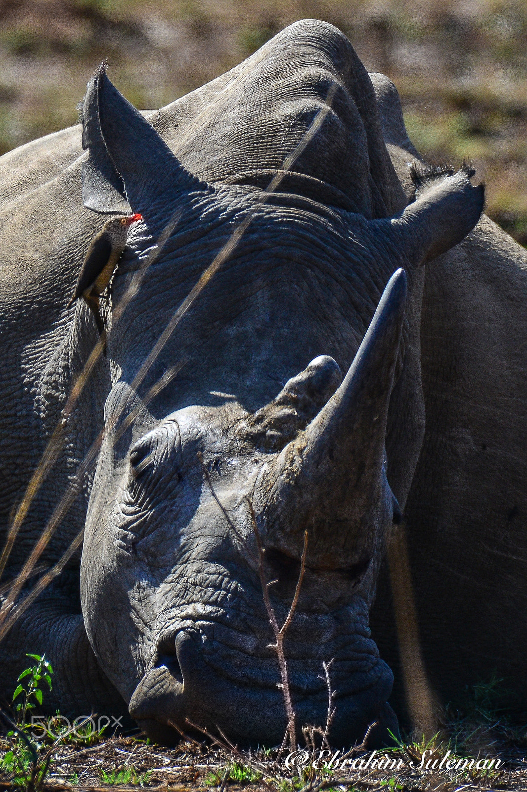 Sigma 150-600mm F5-6.3 DG OS HSM | S sample photo. Oxpecker photography