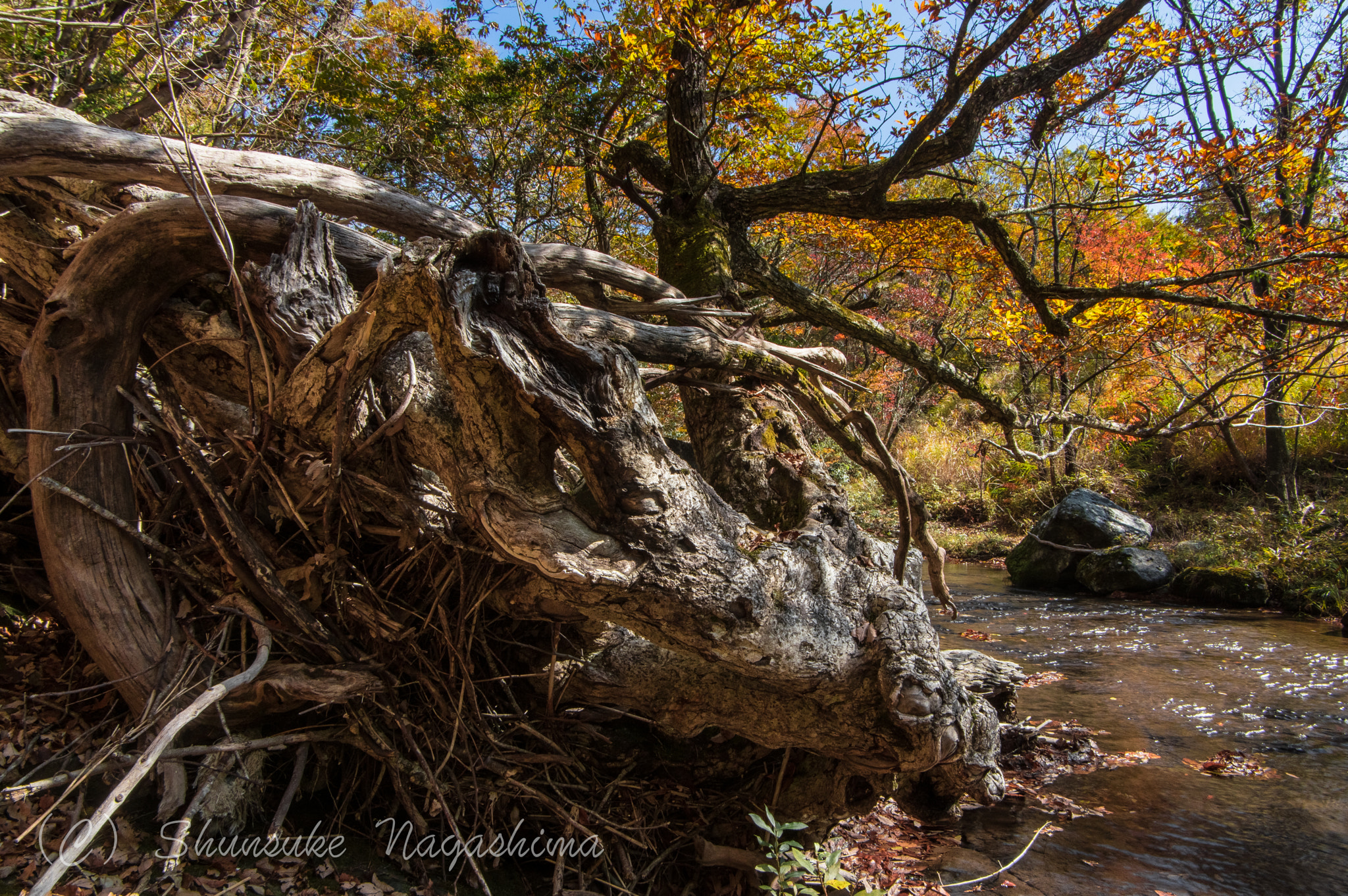 Pentax smc DA 16-45mm F4 ED AL sample photo. Living fallen tree photography
