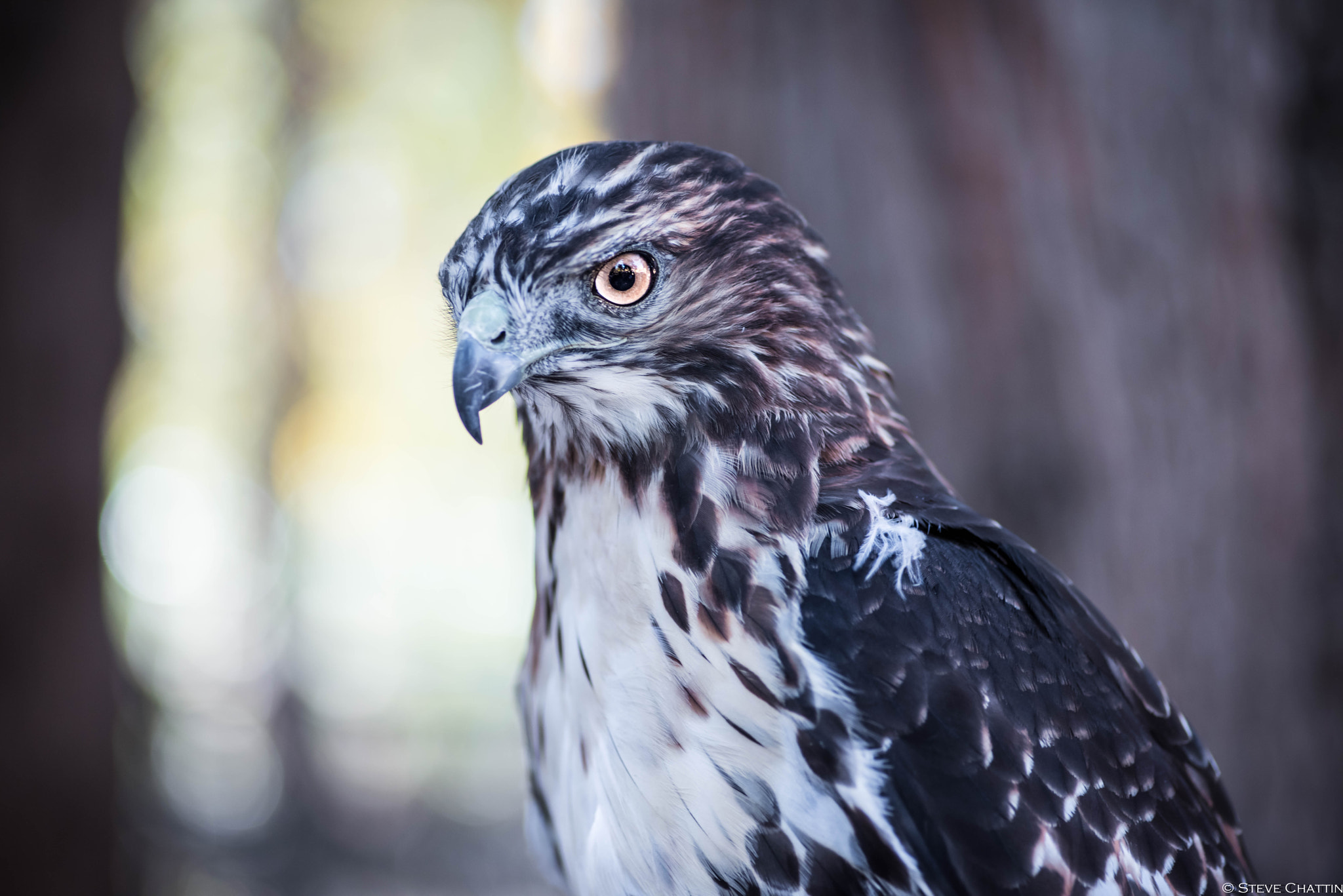 Tokina AT-X Pro 100mm F2.8 Macro sample photo. Hawk eye photography
