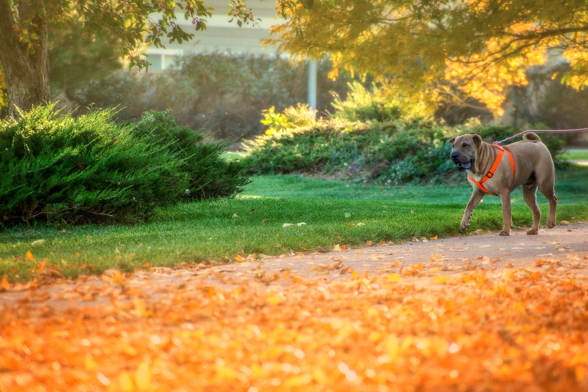 Sony DT 18-200mm F3.5-6.3 sample photo. Strolling shar pei photography