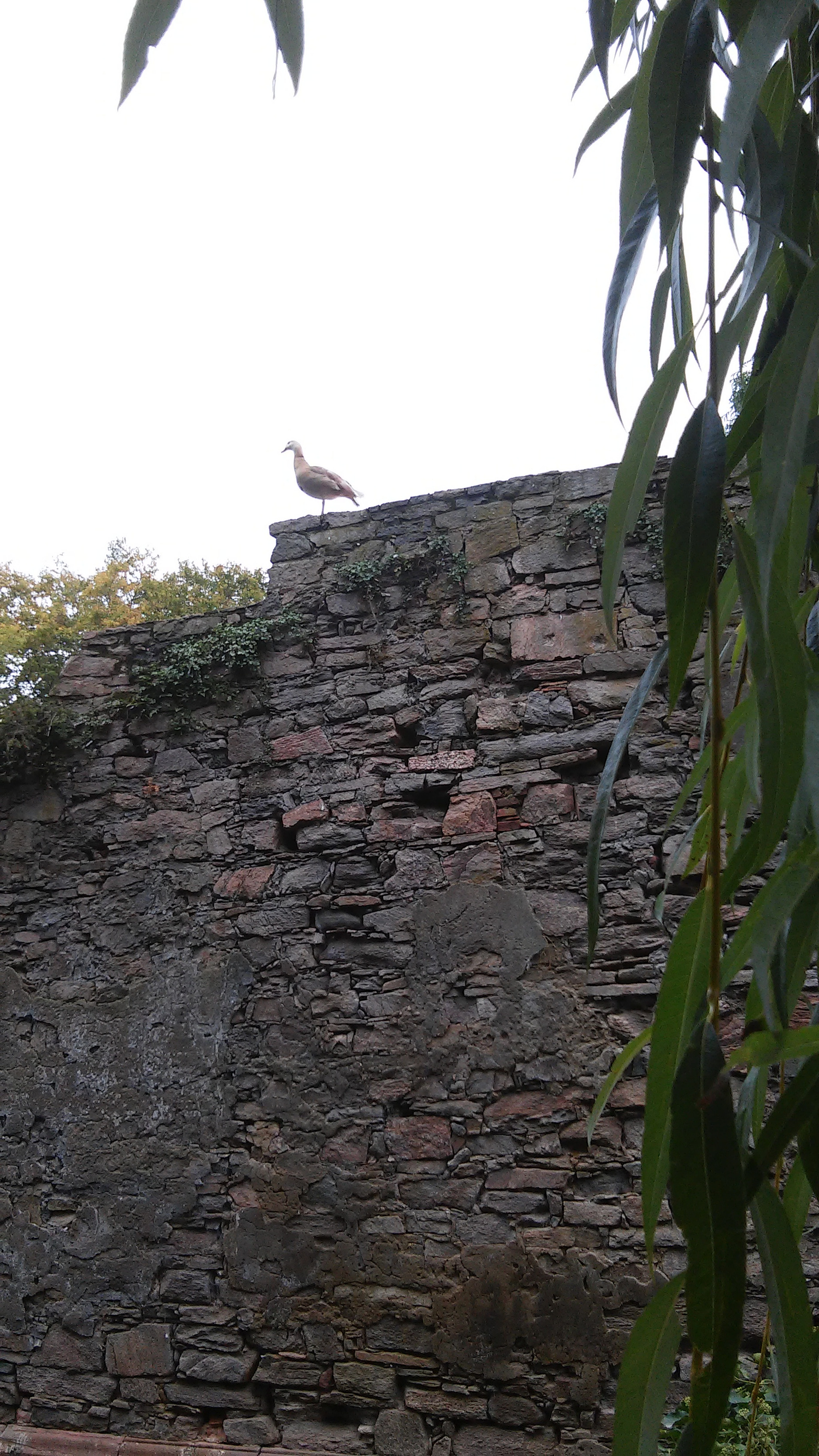LG L90 sample photo. Cloister ruin photography