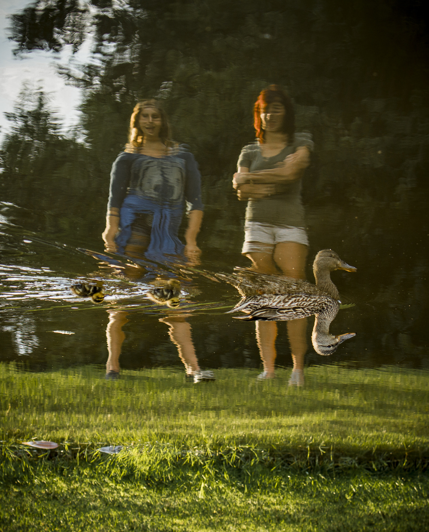Canon EOS-1D Mark IV sample photo. Quack, quack, coming through! photography
