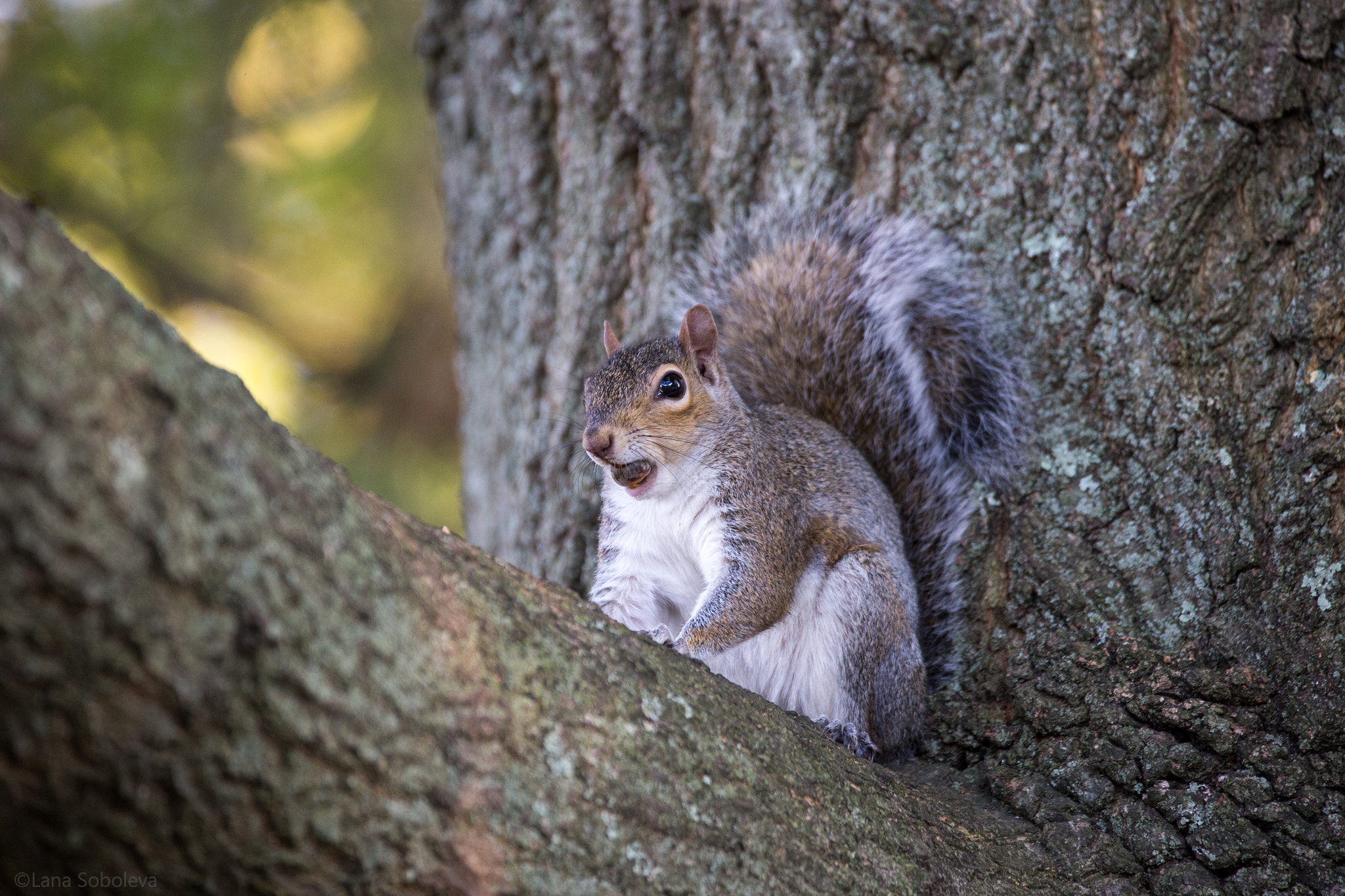 150-600mm F5-6.3 DG OS HSM | Contemporary 015 sample photo. Greedy squirrel :) photography