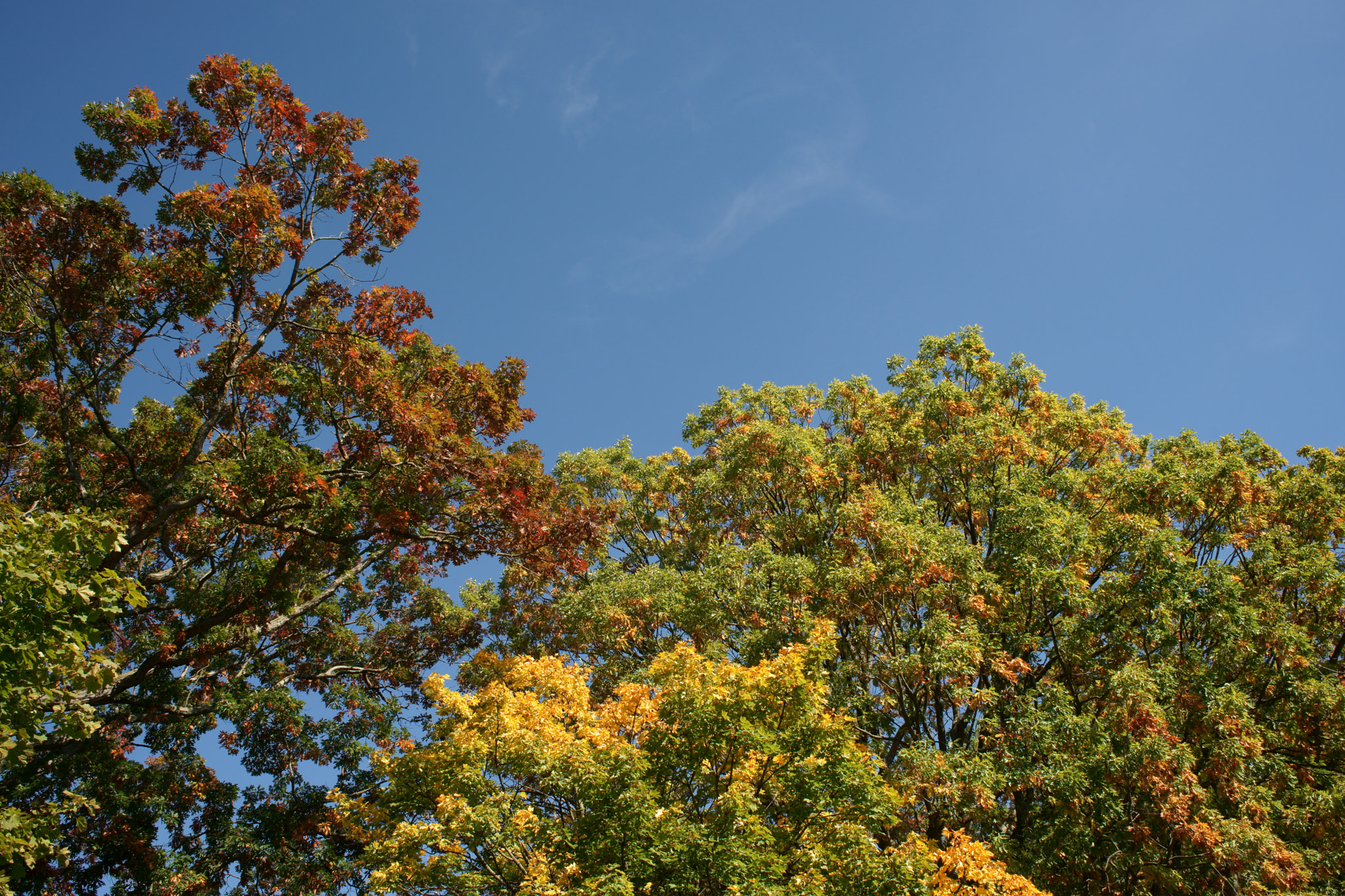 Sony Alpha DSLR-A850 sample photo. Trees in fall photography