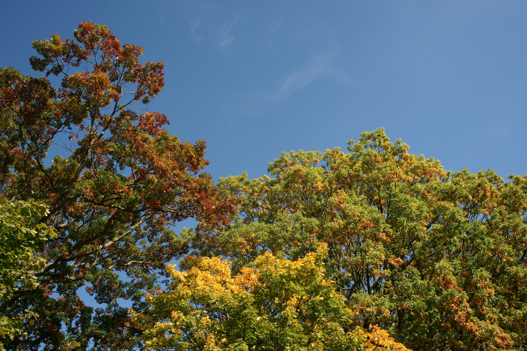 Sony Alpha DSLR-A850 + Minolta AF 28mm F2 sample photo. Trees in fall photography