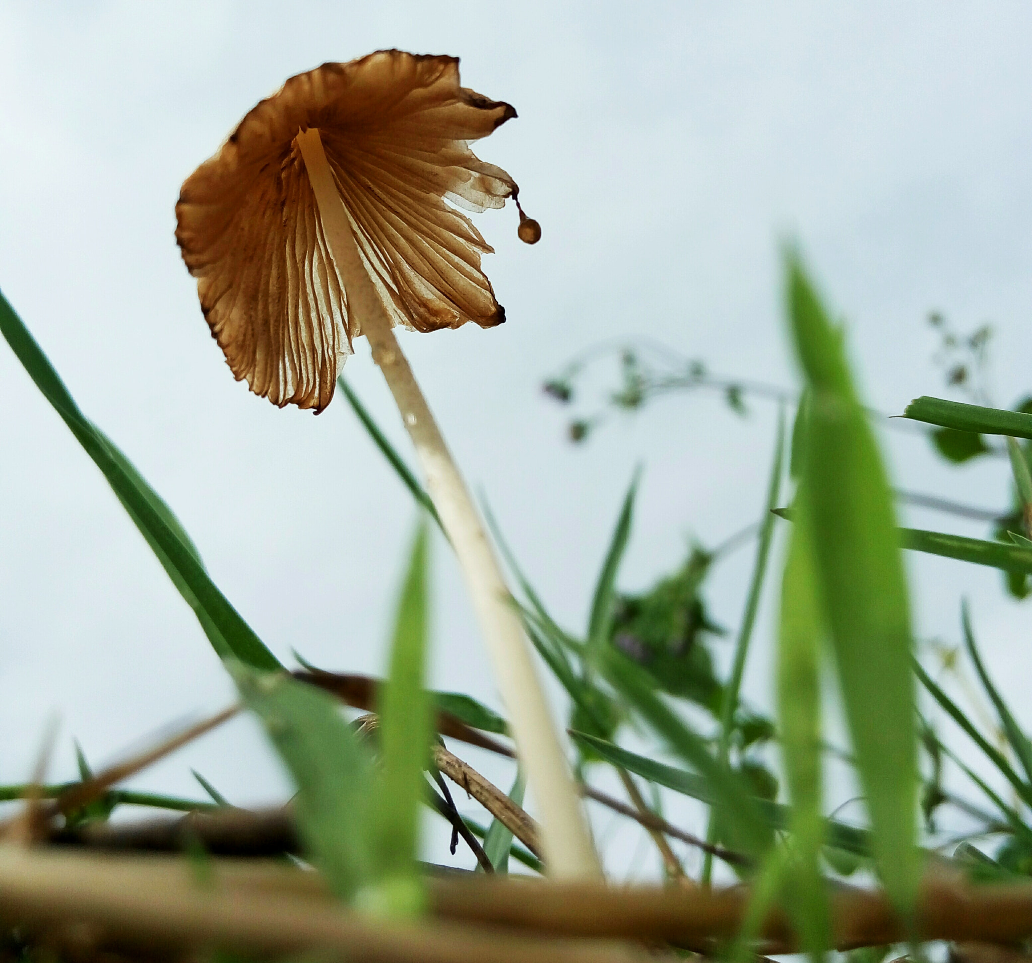 Meizu m1 note sample photo. Growth photography