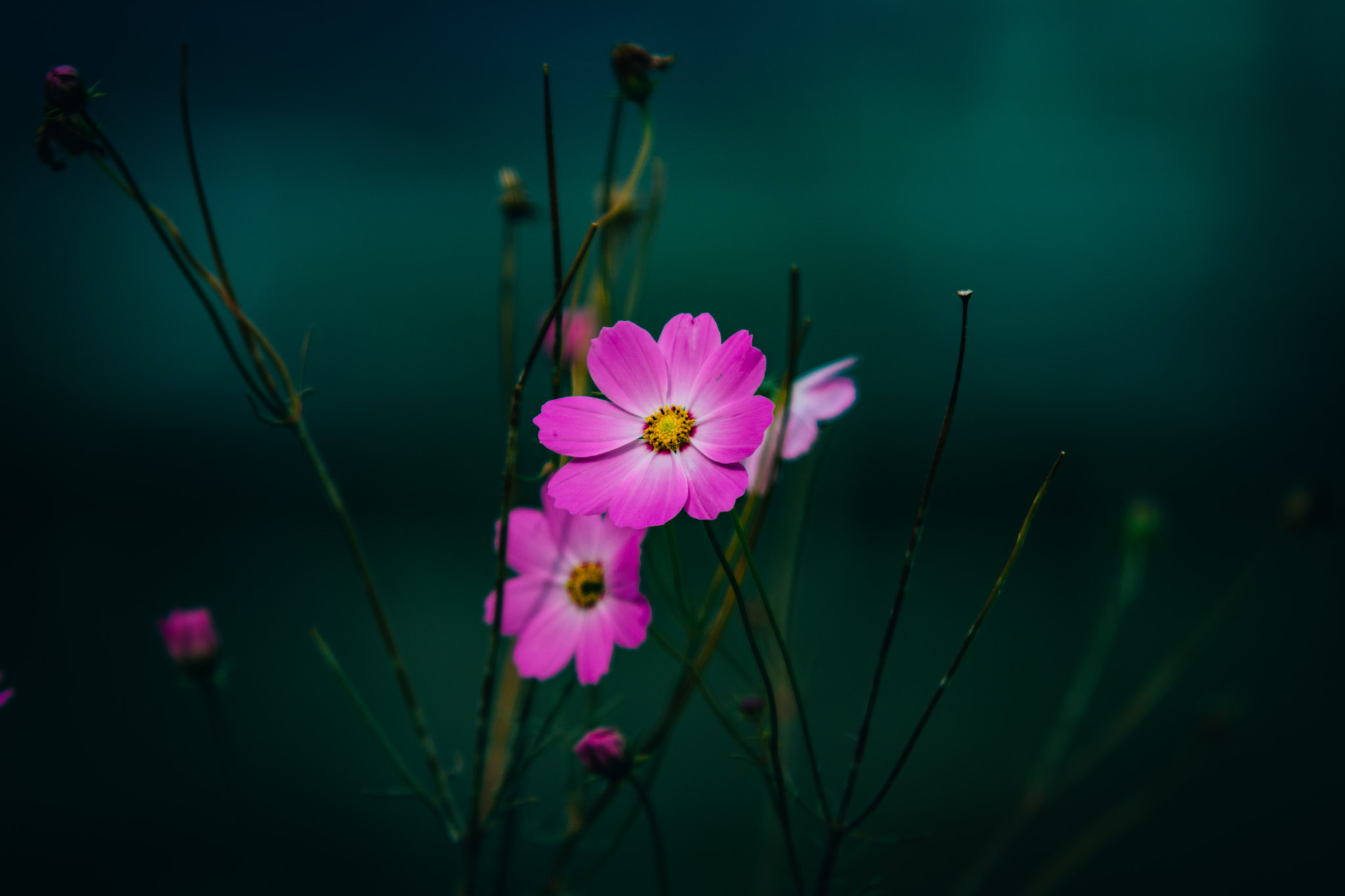 Sigma 70-200mm F2.8 EX DG OS HSM sample photo. Cosmos photography