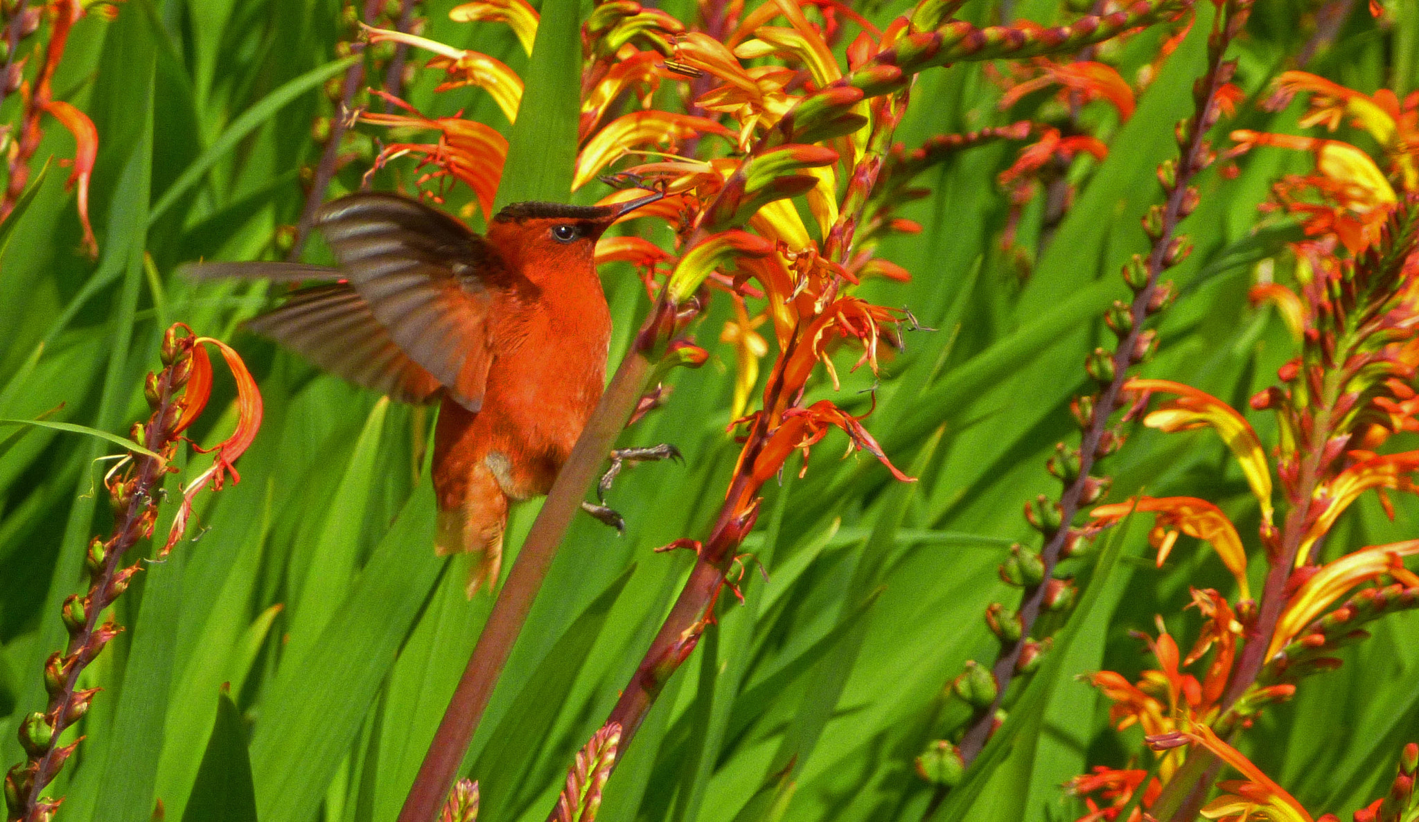 Panasonic DMC-ZS15 sample photo. Sephanoides fernandensis (male) photography