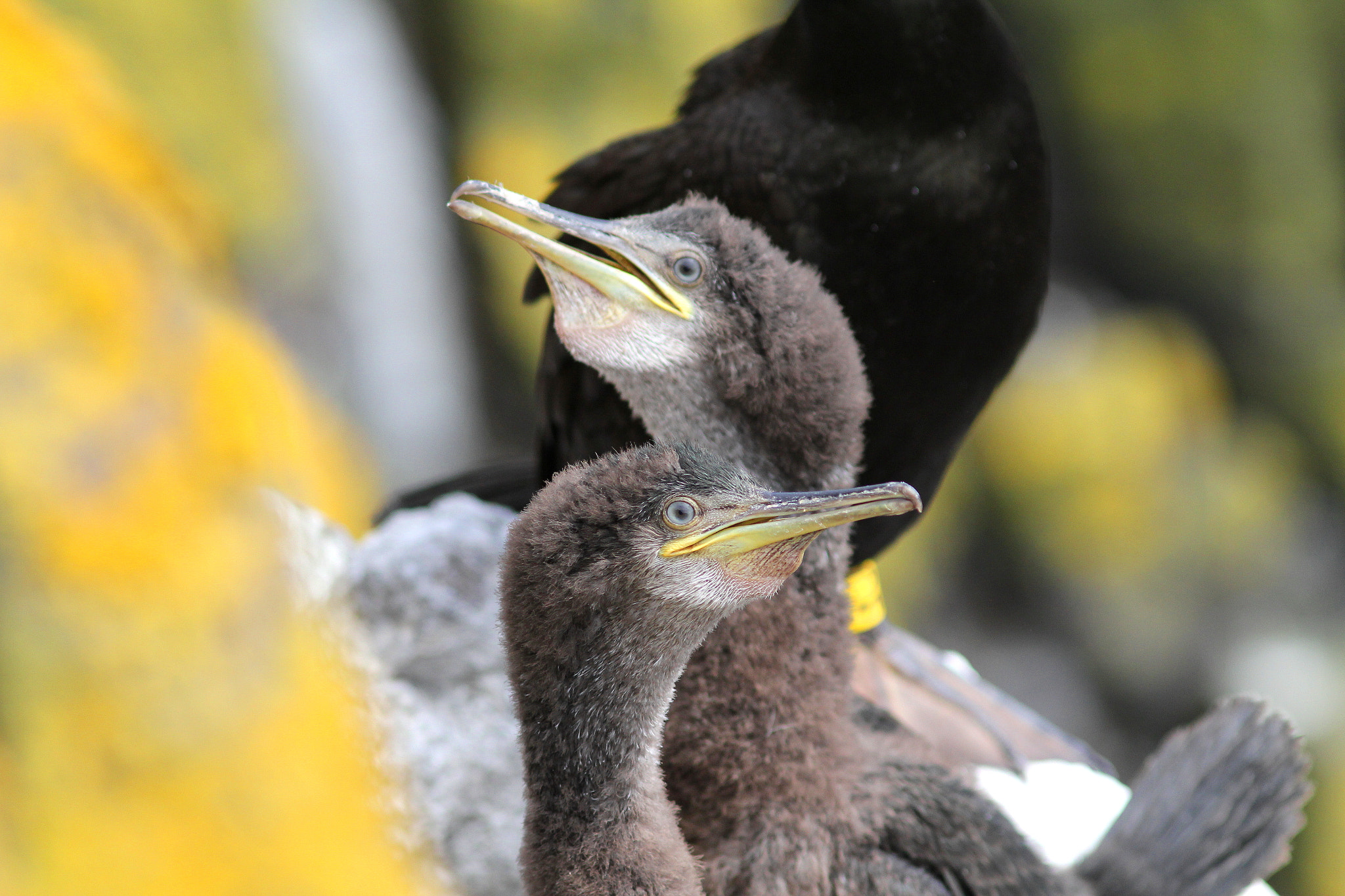Canon EF 300mm F4L IS USM sample photo. Young shags photography