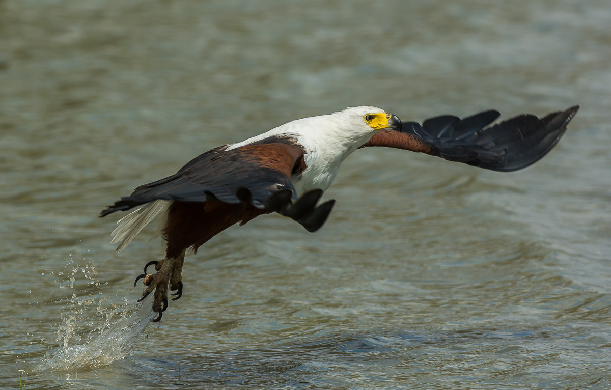 Nikon D7100 + Nikon AF-S Nikkor 200-400mm F4G ED-IF VR sample photo. African fish-eagle. selous gr. photography