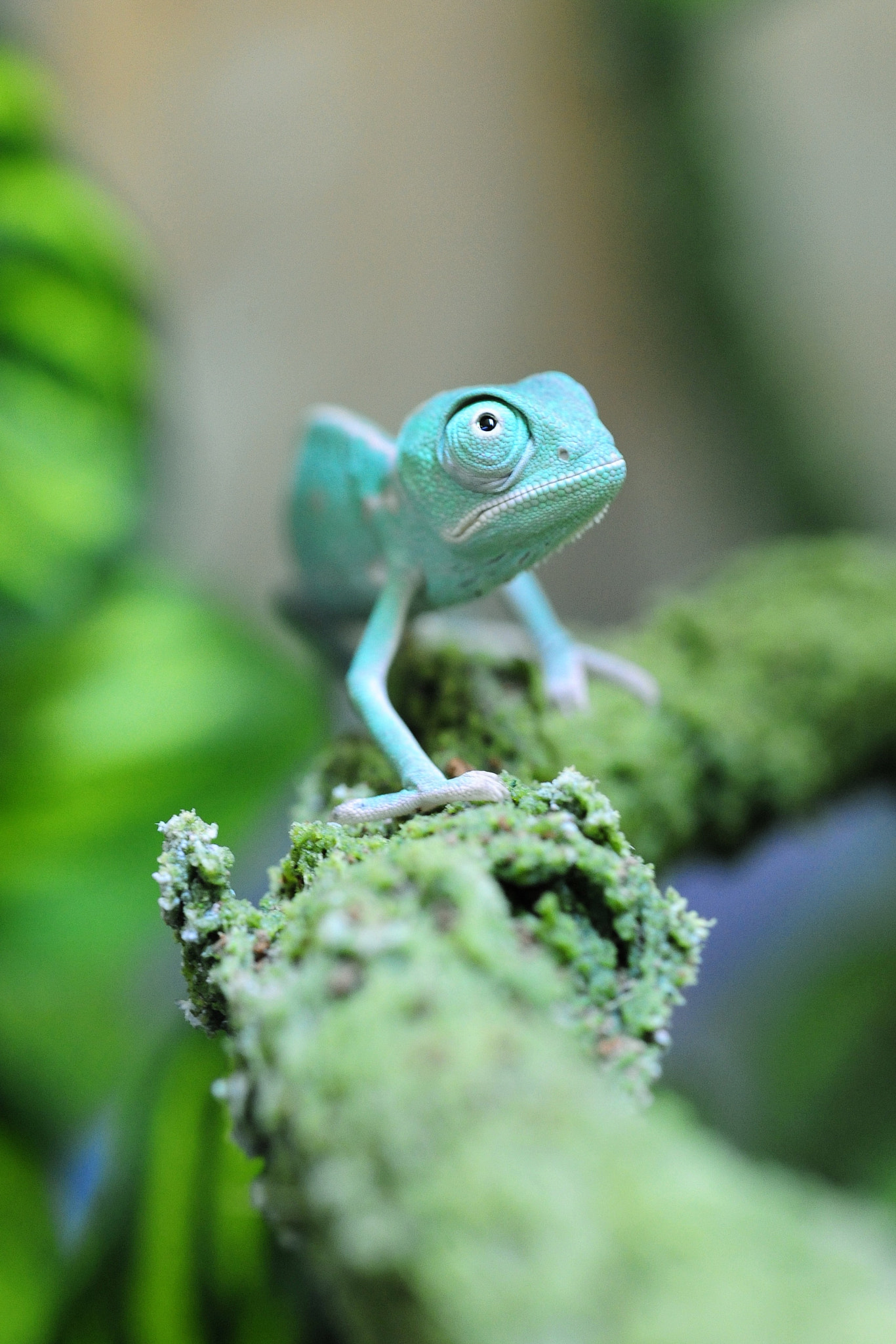 Nikon AF Micro-Nikkor 60mm F2.8D sample photo. Little  chameleon photography