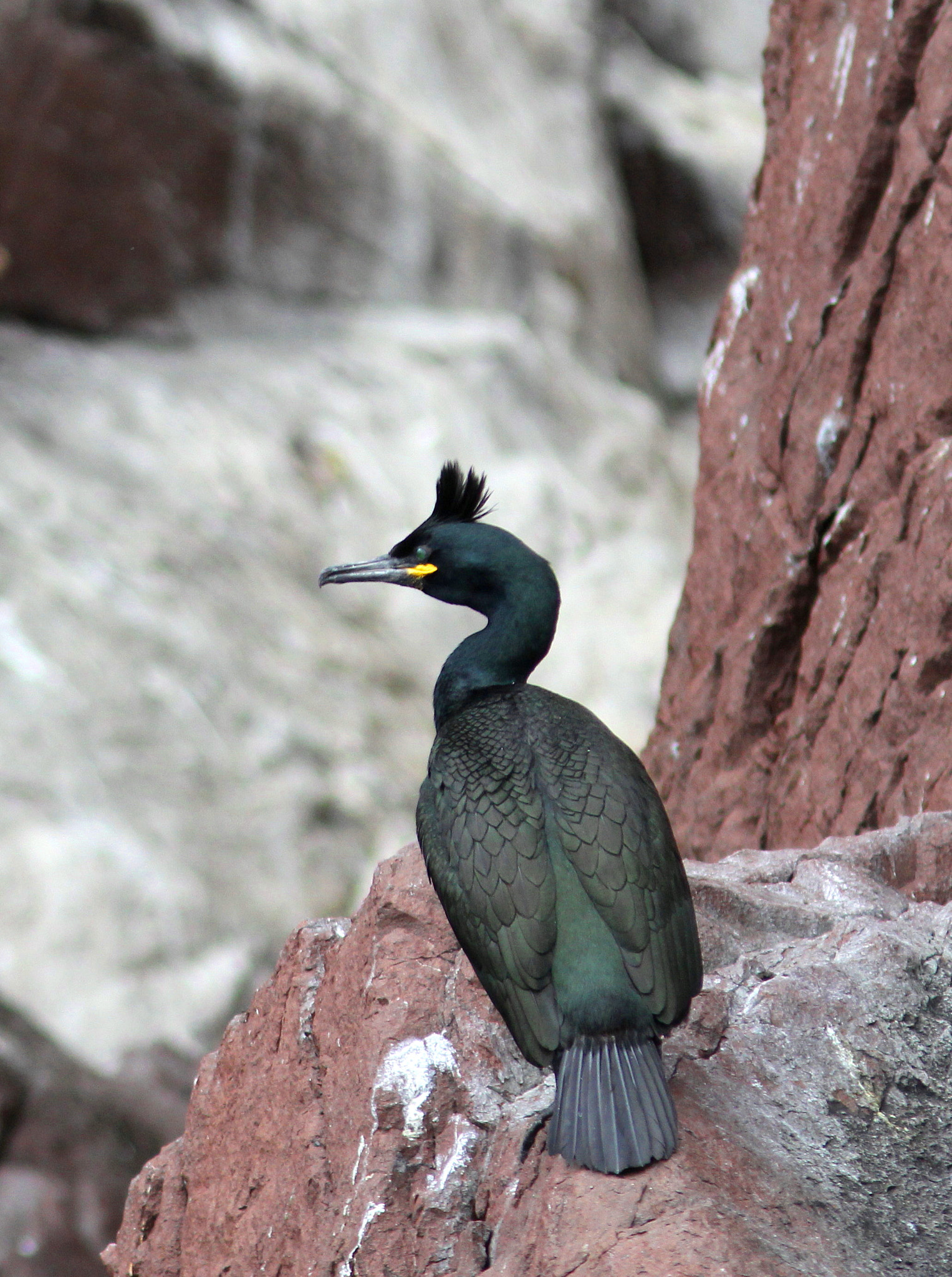 Canon EF 300mm F4L IS USM sample photo. Shag photography
