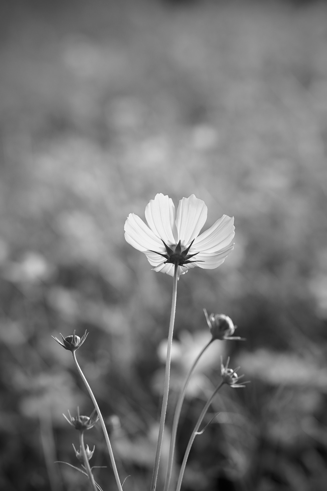 Canon EOS 6D + Canon EF 100mm F2.0 USM sample photo. A whimper photography