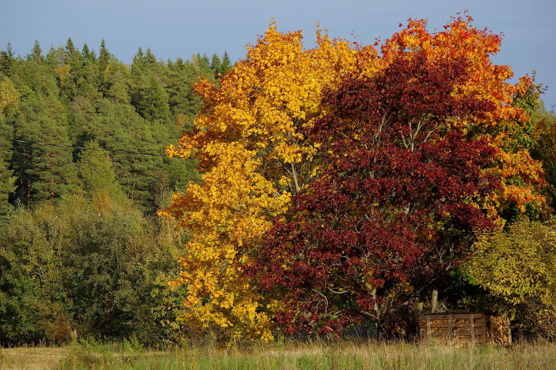 Pentax smc DA 55-300mm F4.0-5.8 ED sample photo. Autumn foliage photography