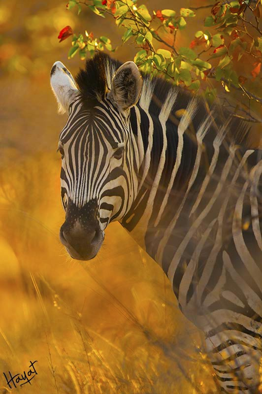 Nikon D4 + Nikon AF-S Nikkor 600mm F4G ED VR sample photo. Mopane beaut, kruger national park, south africa photography